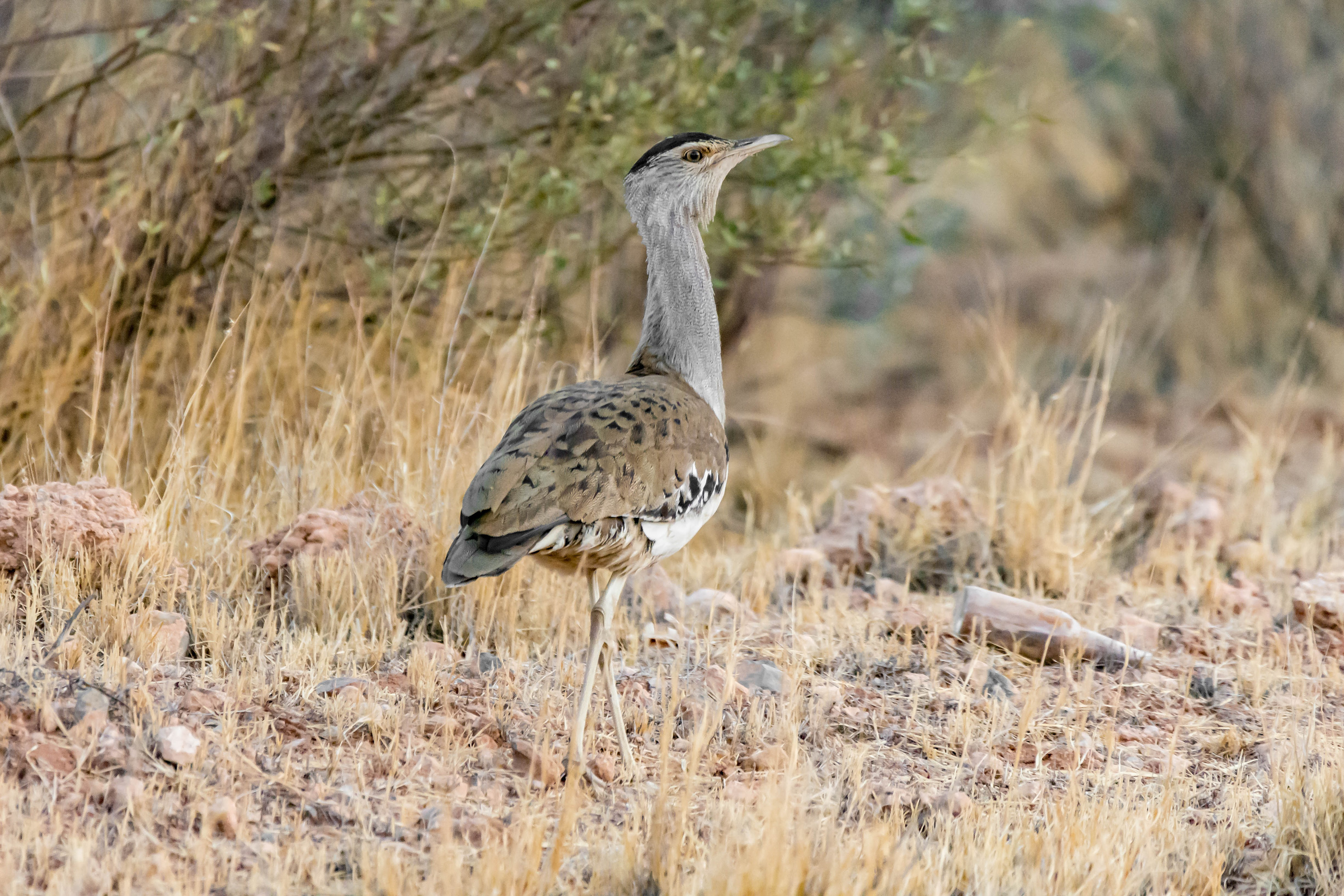 Australian bustard