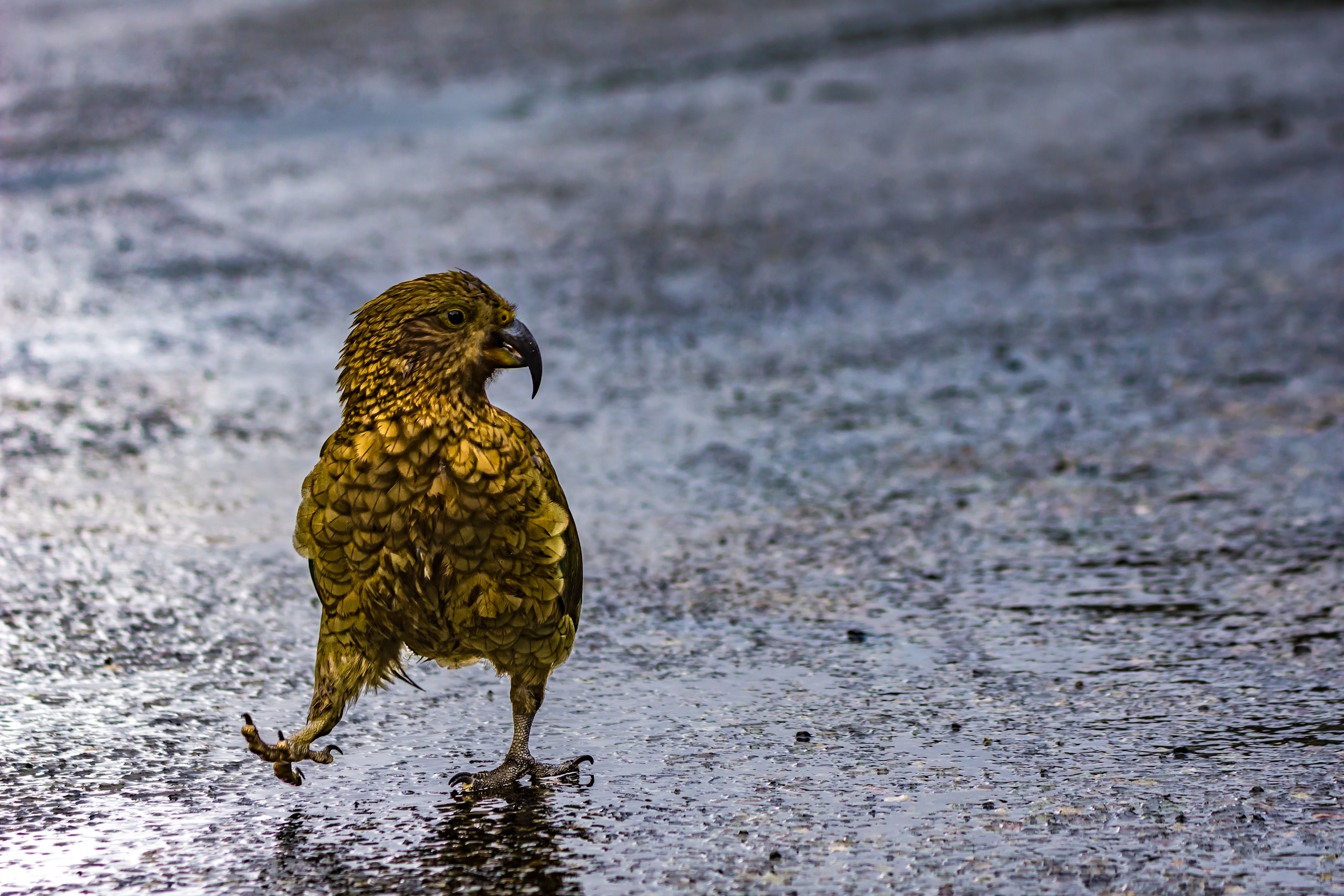 New Zealand parrots (Kea)