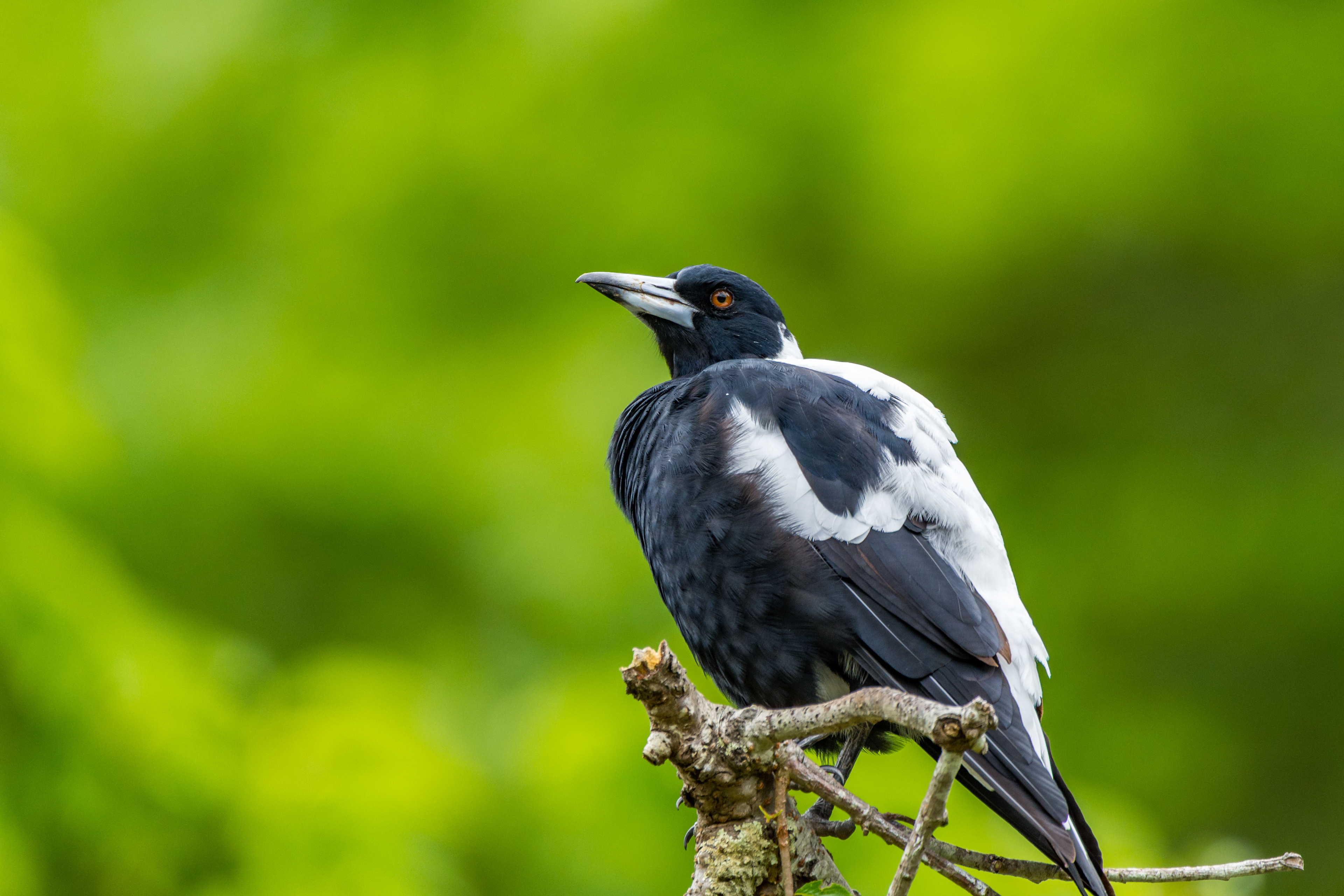 Currawongs, woodswallows, and butcherbirds (Australian magpie)