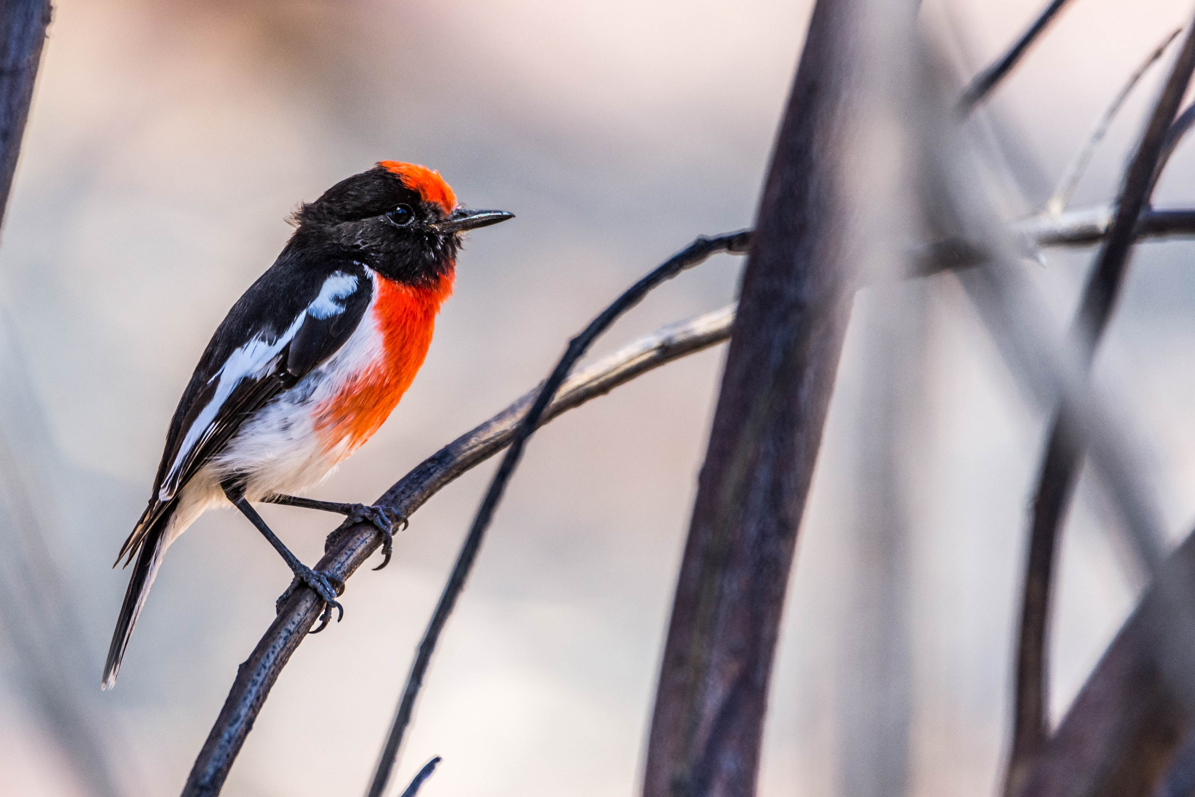 Red-capped robin