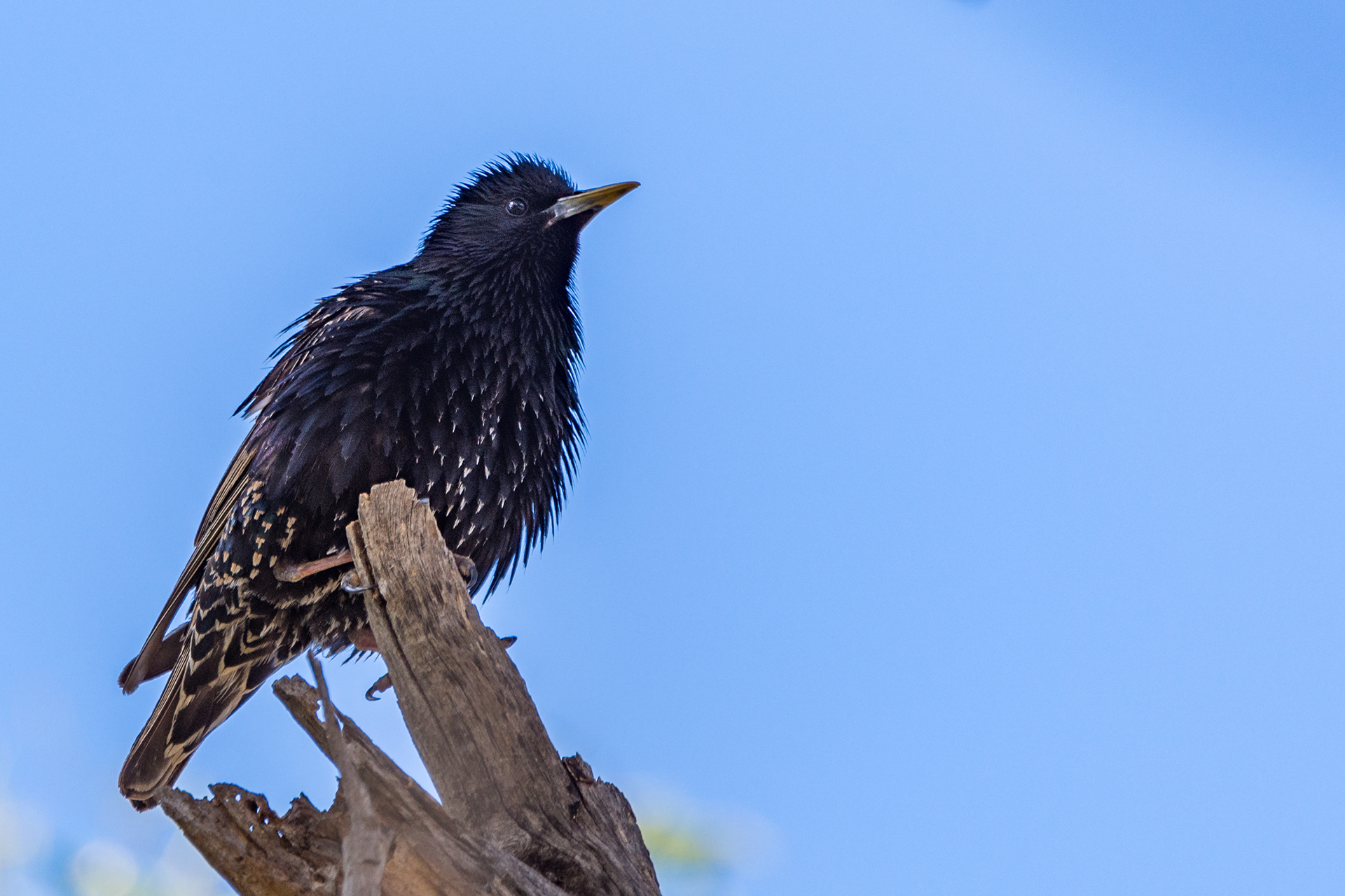 Starlings (Common starling)