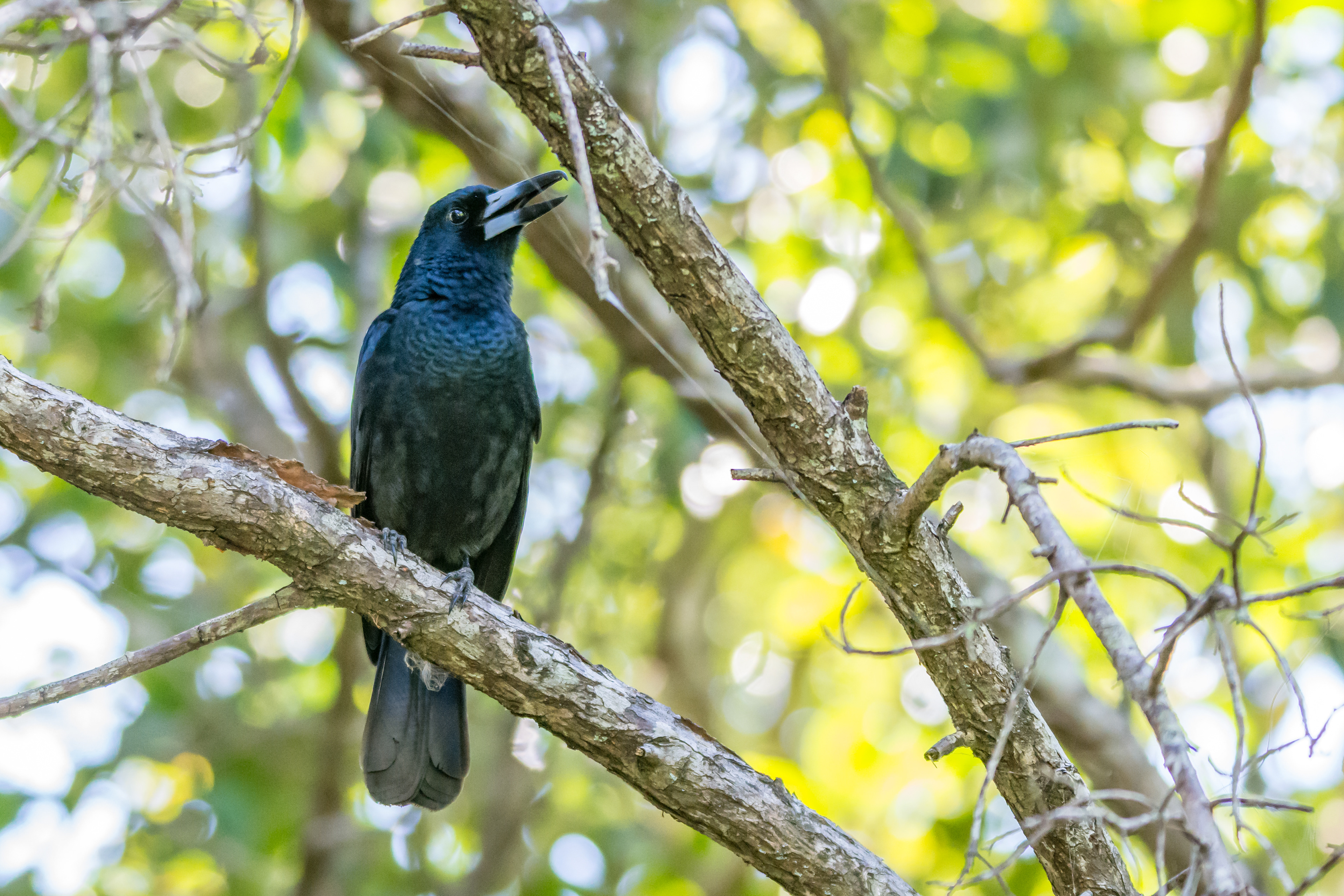 Drongos (Spangled drongo)
