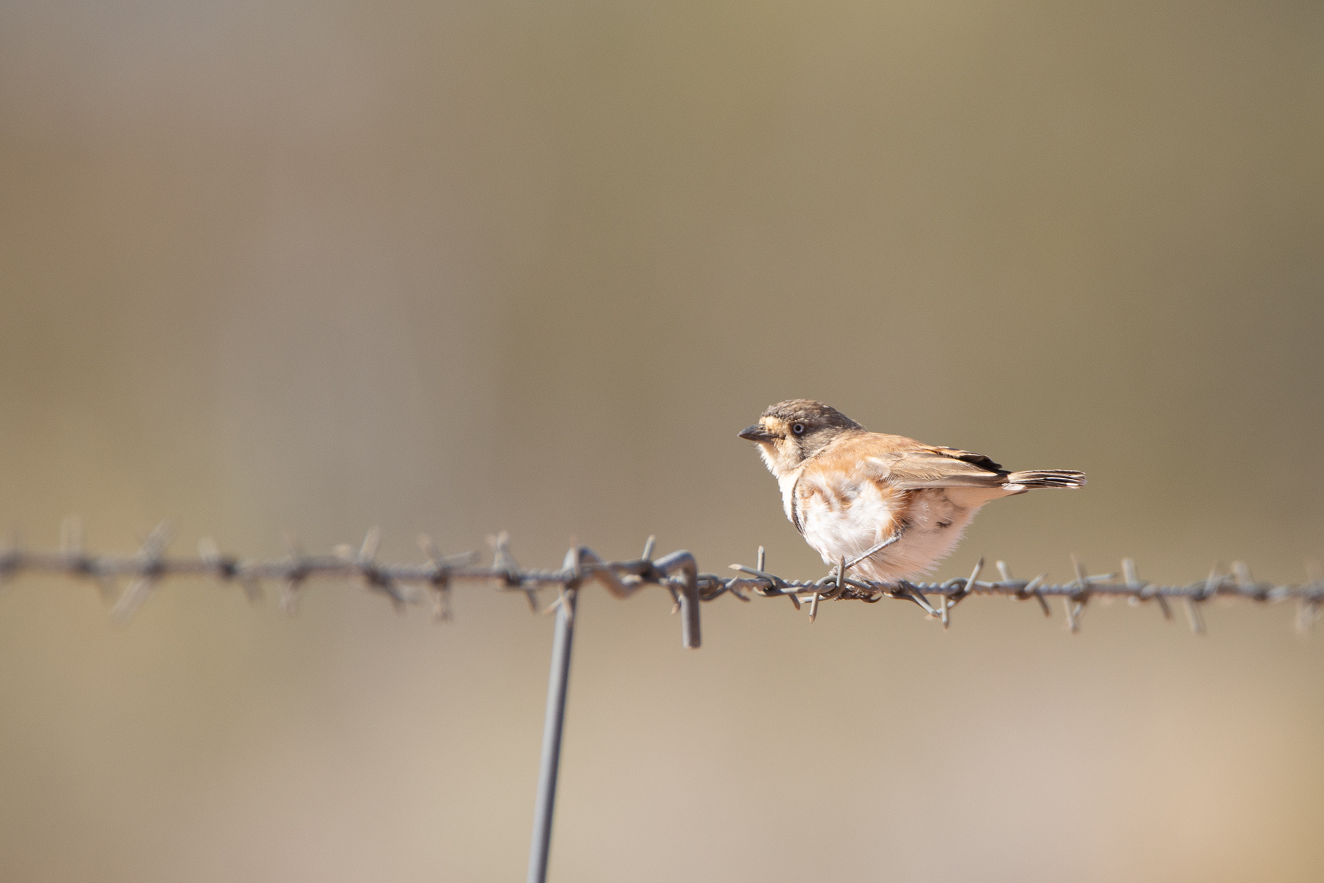 Banded whiteface