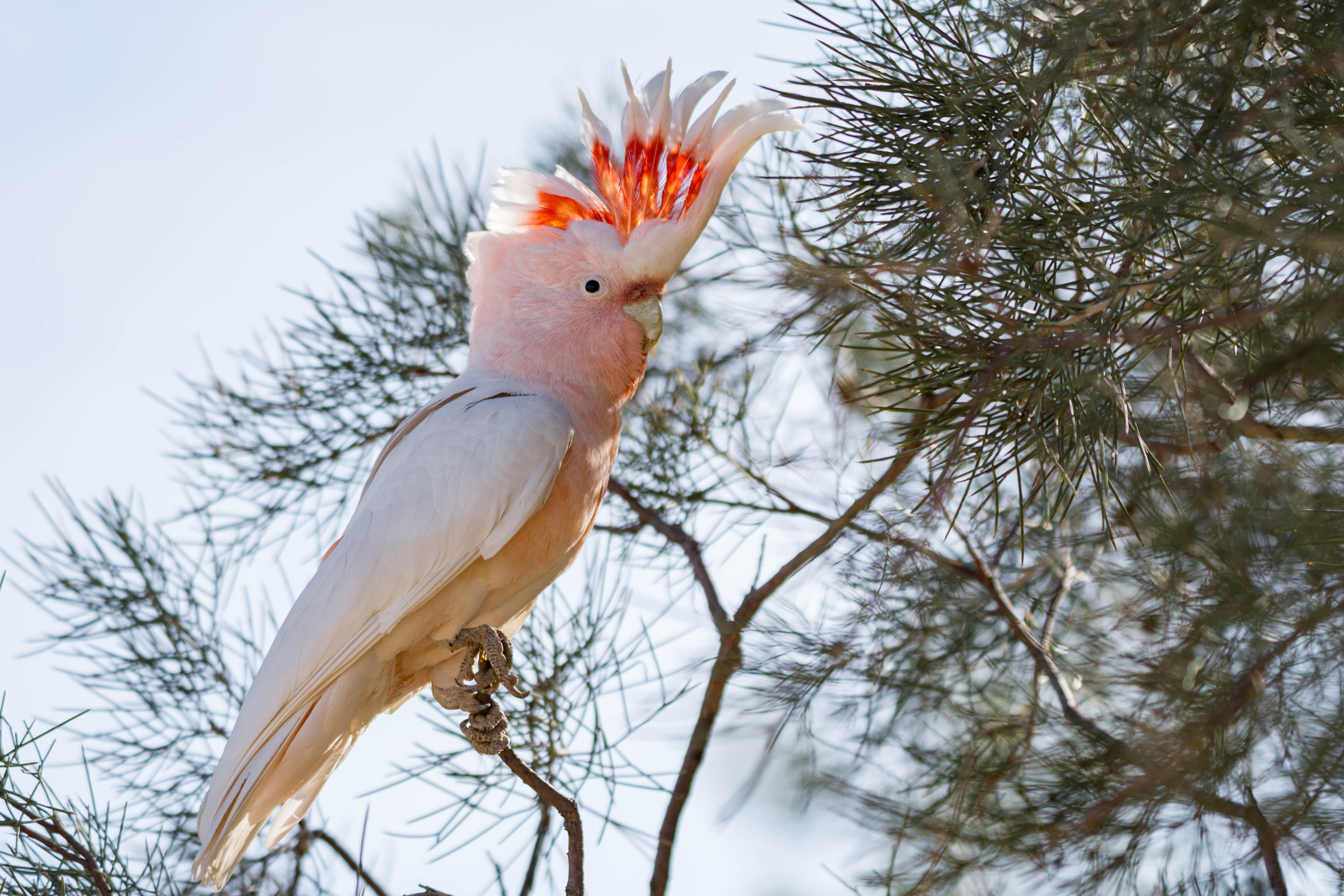 Major Mitchell's cockatoo