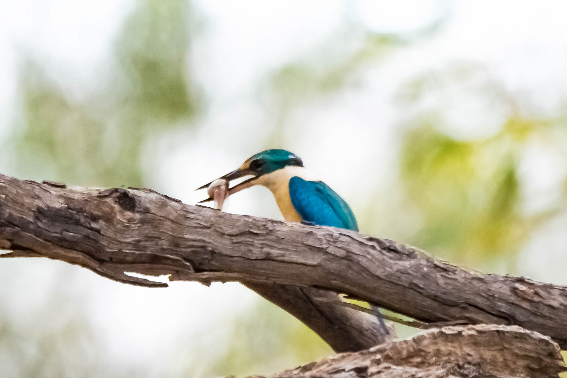 Sacred kingfisher