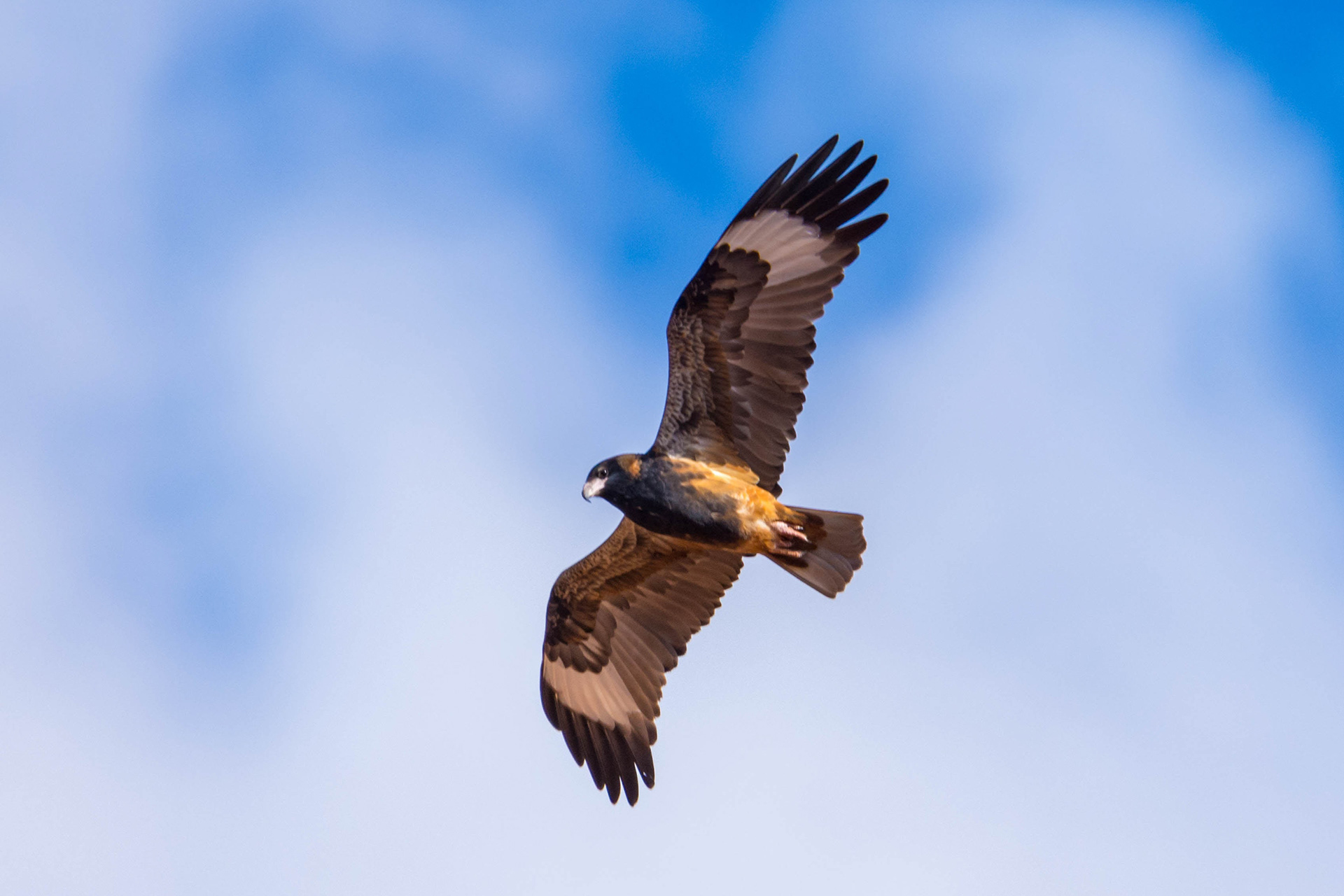 Black-breasted buzzard