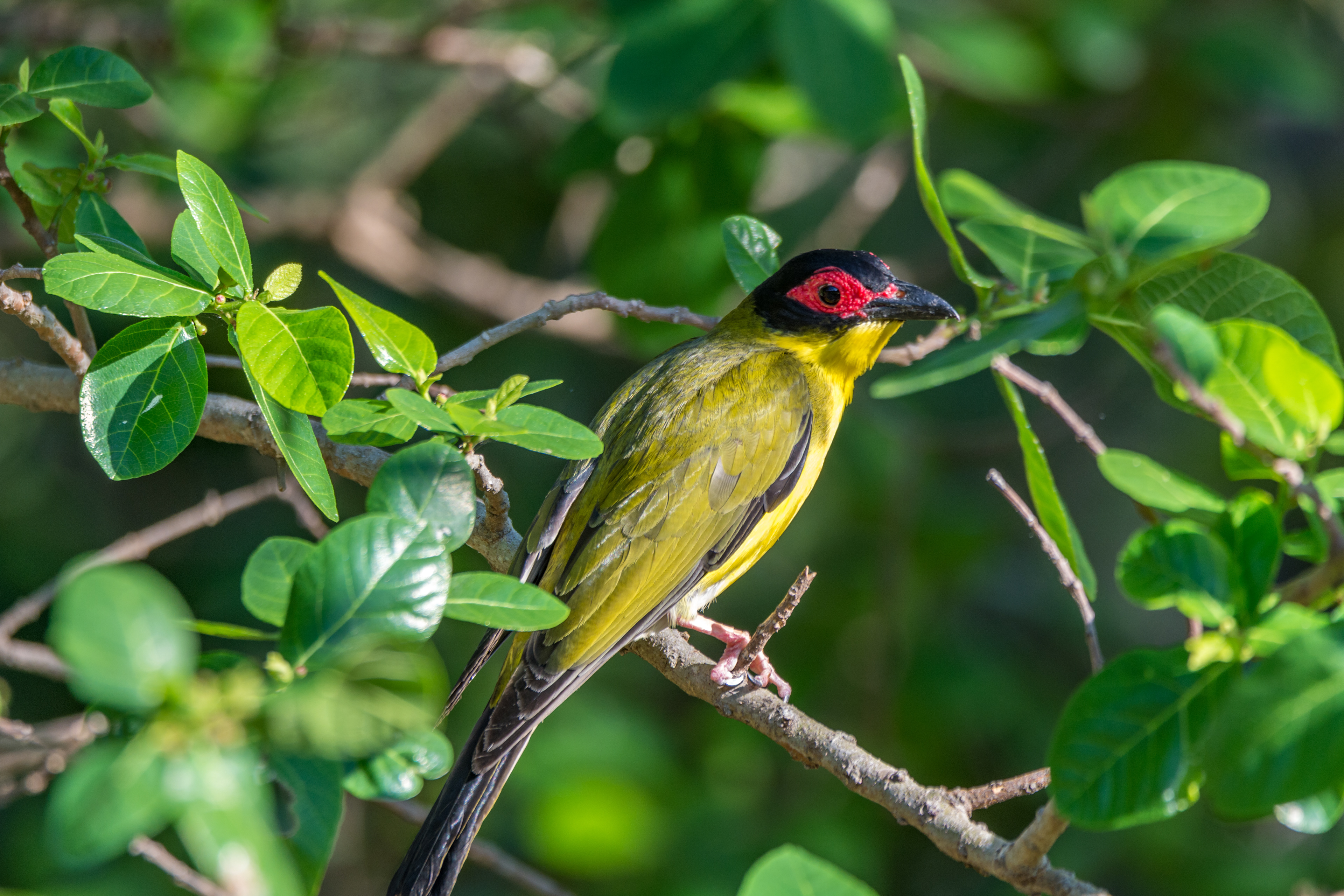 Figbirds and orioles (Australasian figbird)