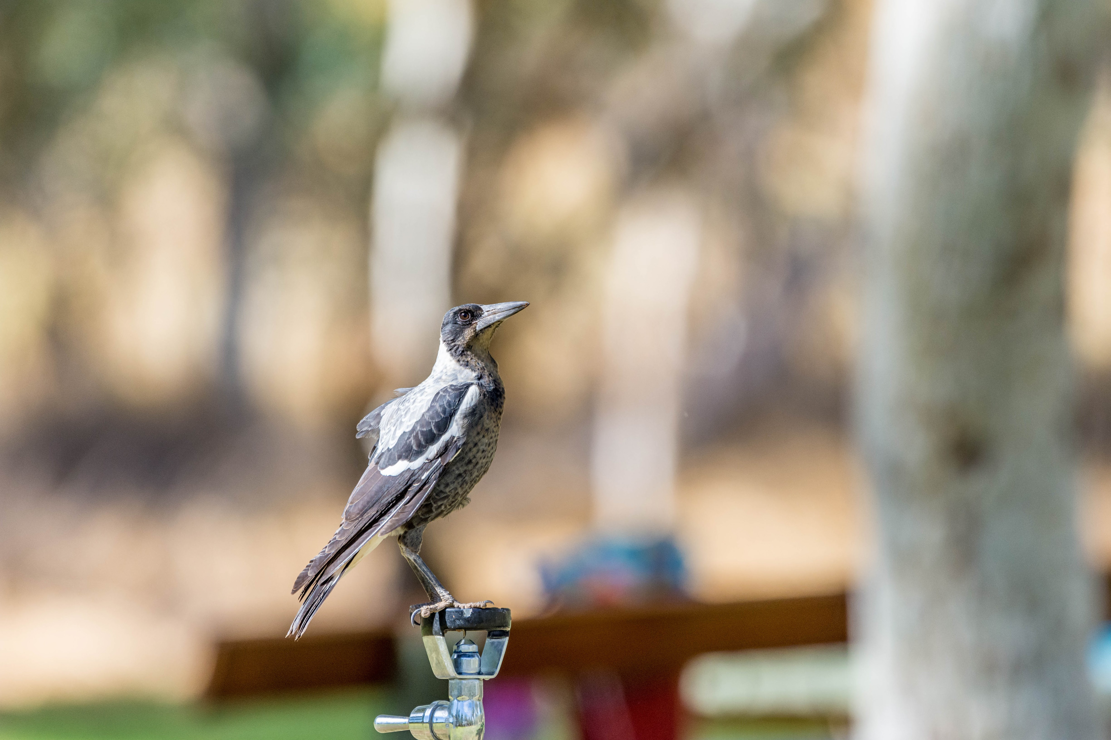 Australian magpie