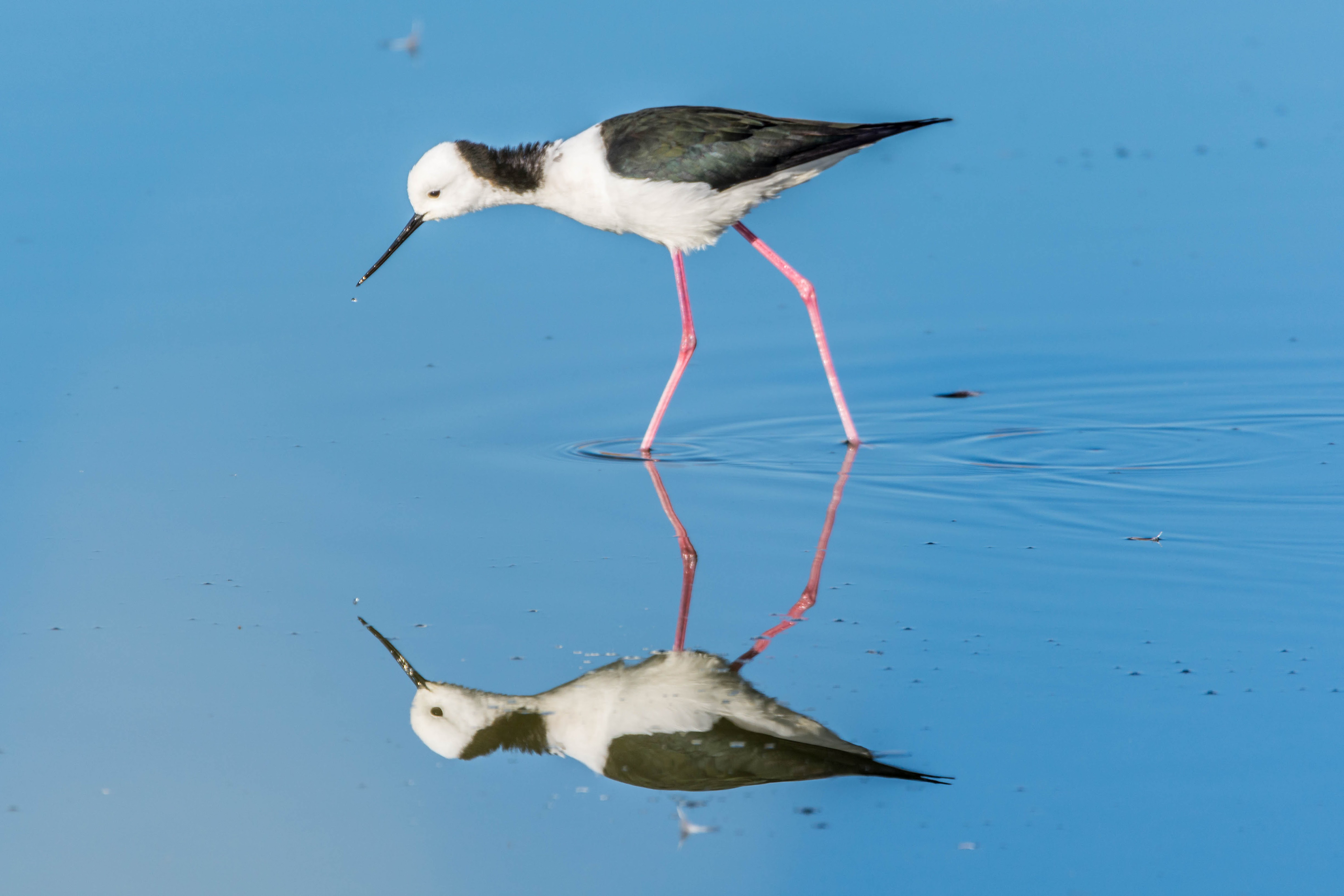 Pied stilt