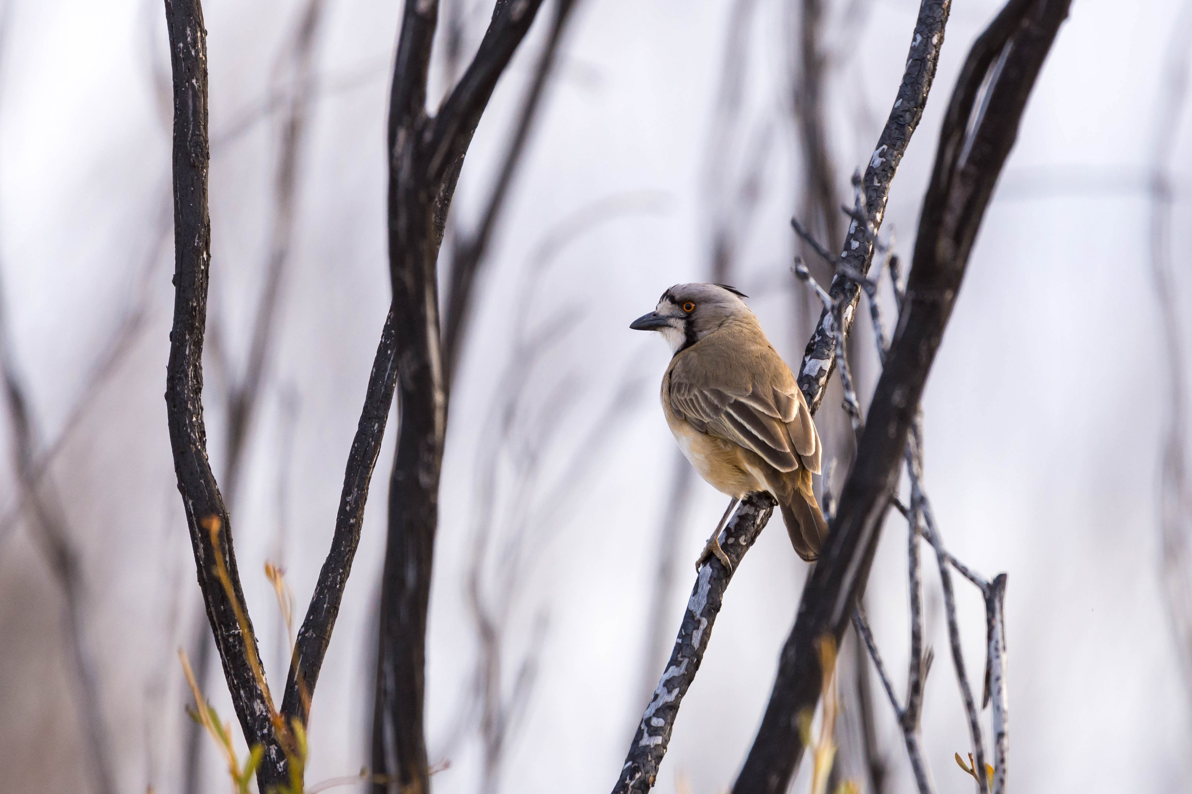 Crested bellbird