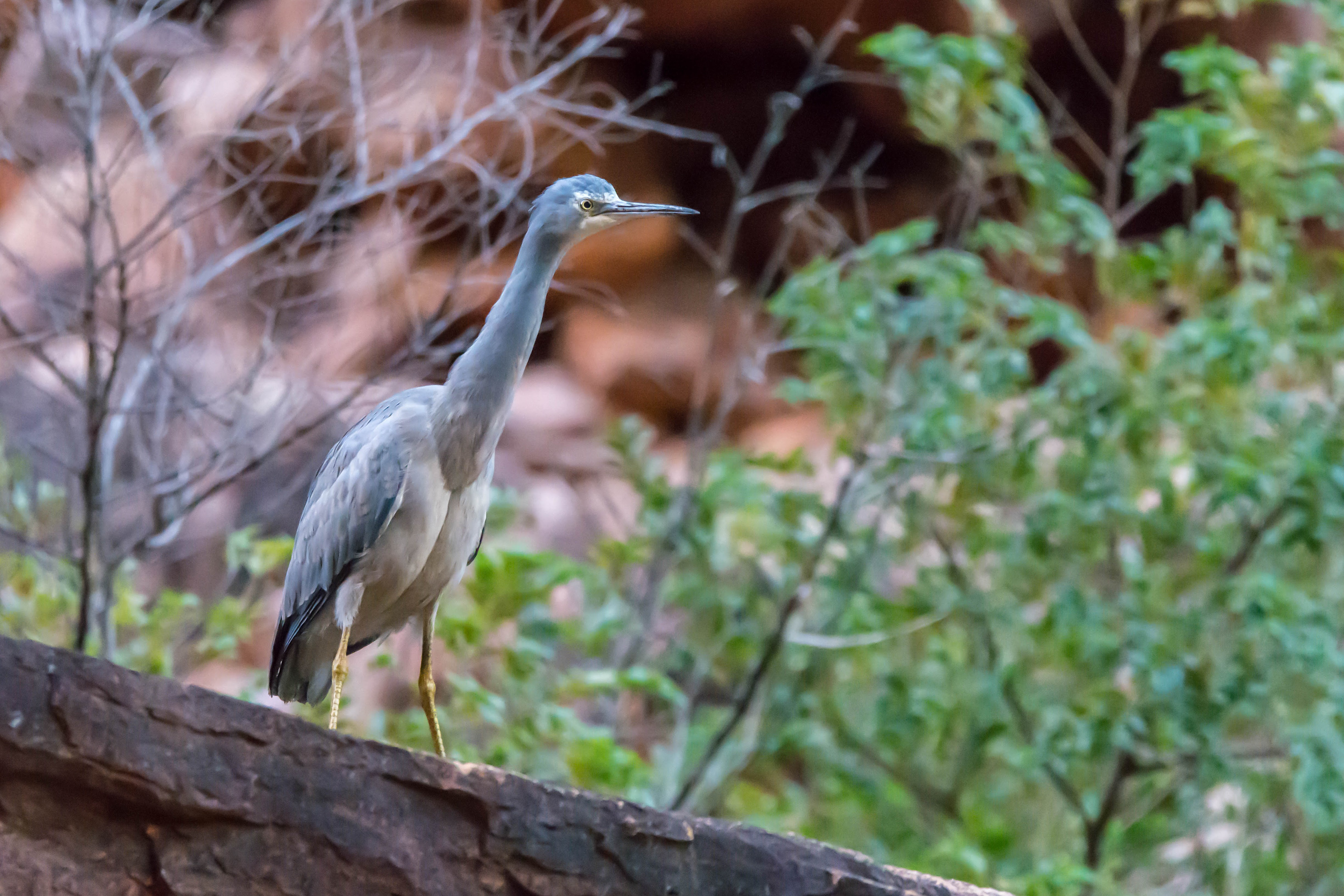 White-faced heron