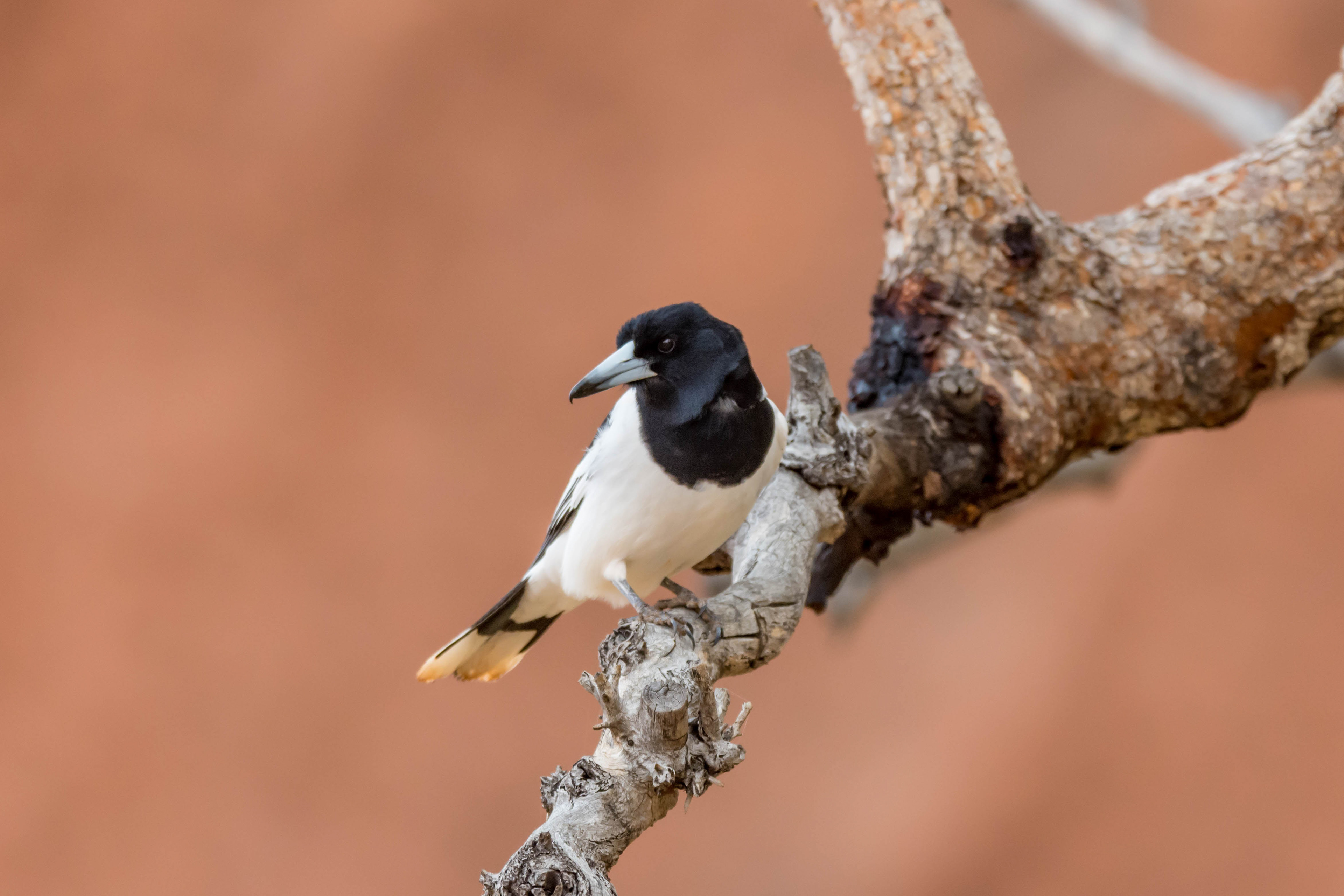Pied butcherbird