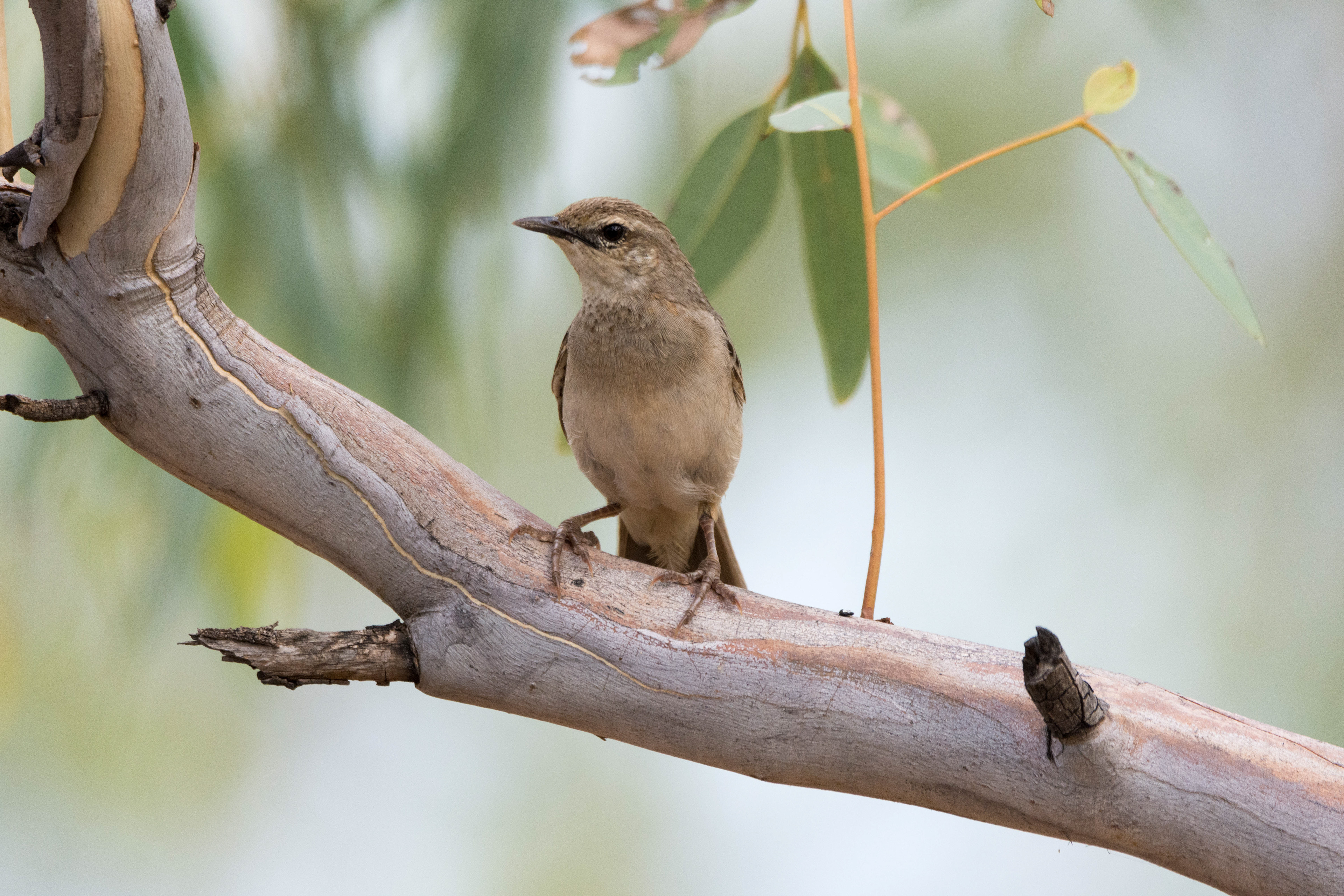 Grassbirds and songlarks (Rufous songlark)