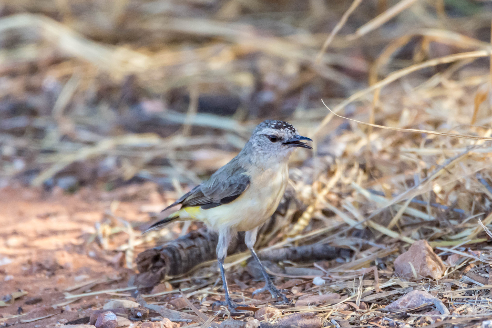 Yellow-rumped thornbill