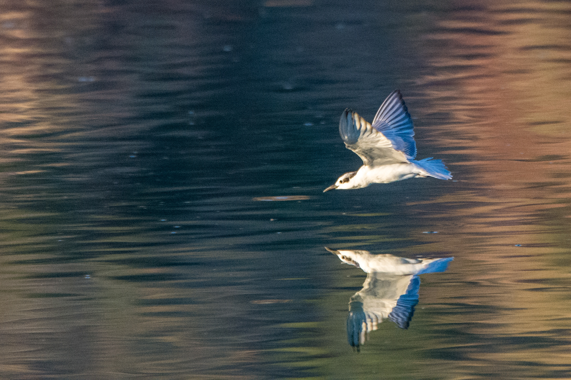 Whiskered tern