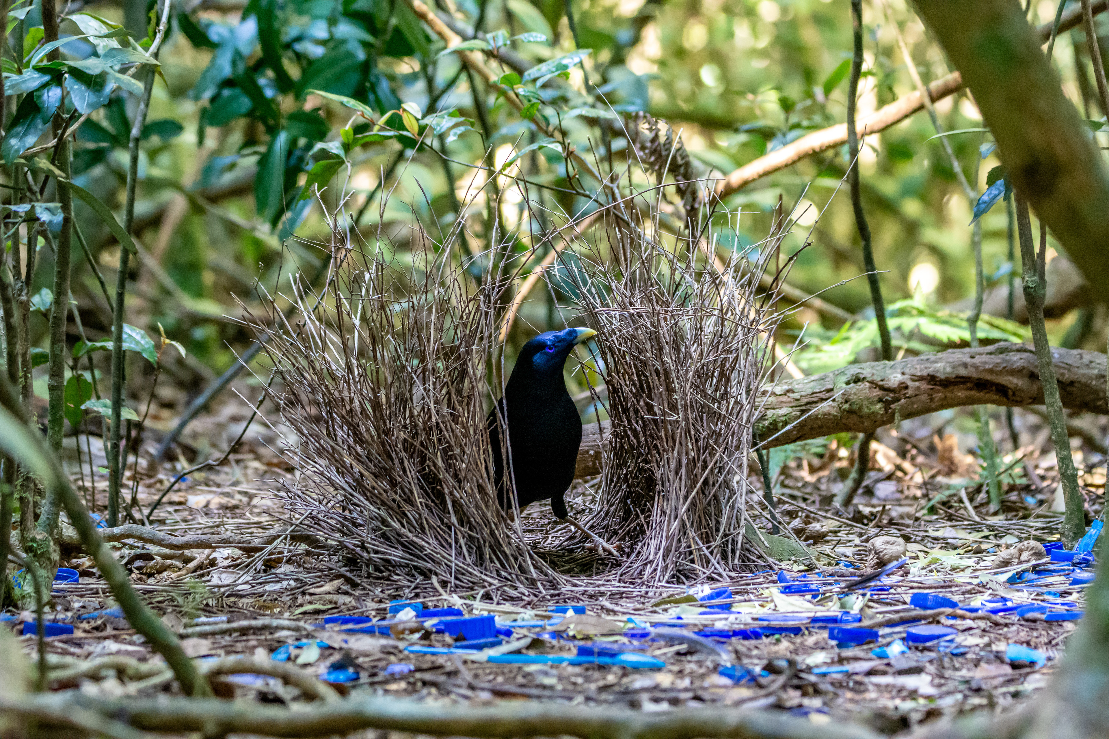 Bowerbirds (Satin bowerbird)