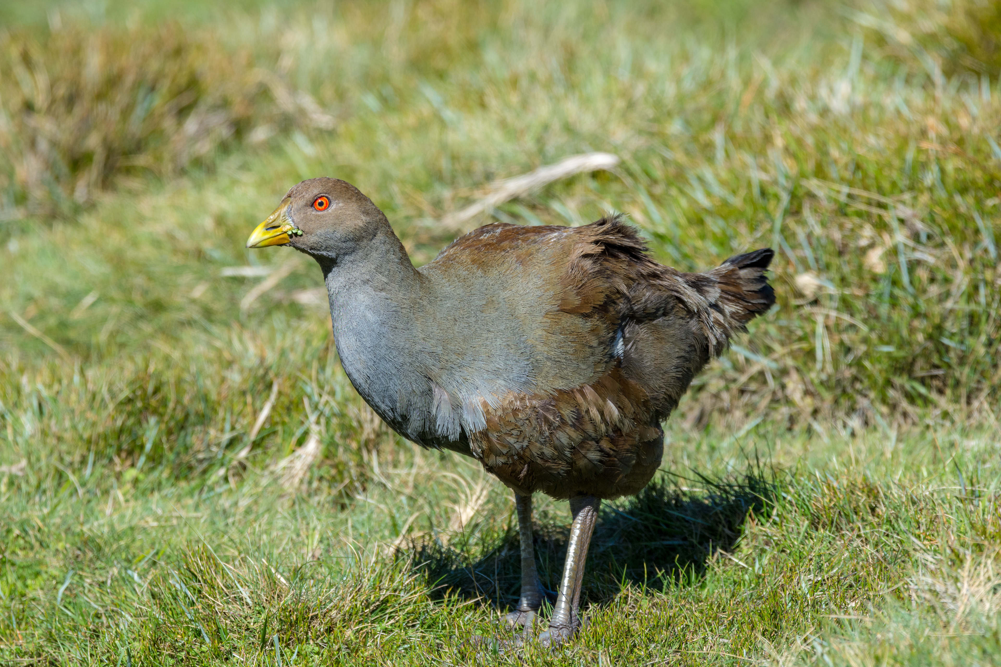 Rails, crakes, and coots (Black-tailed native hen)