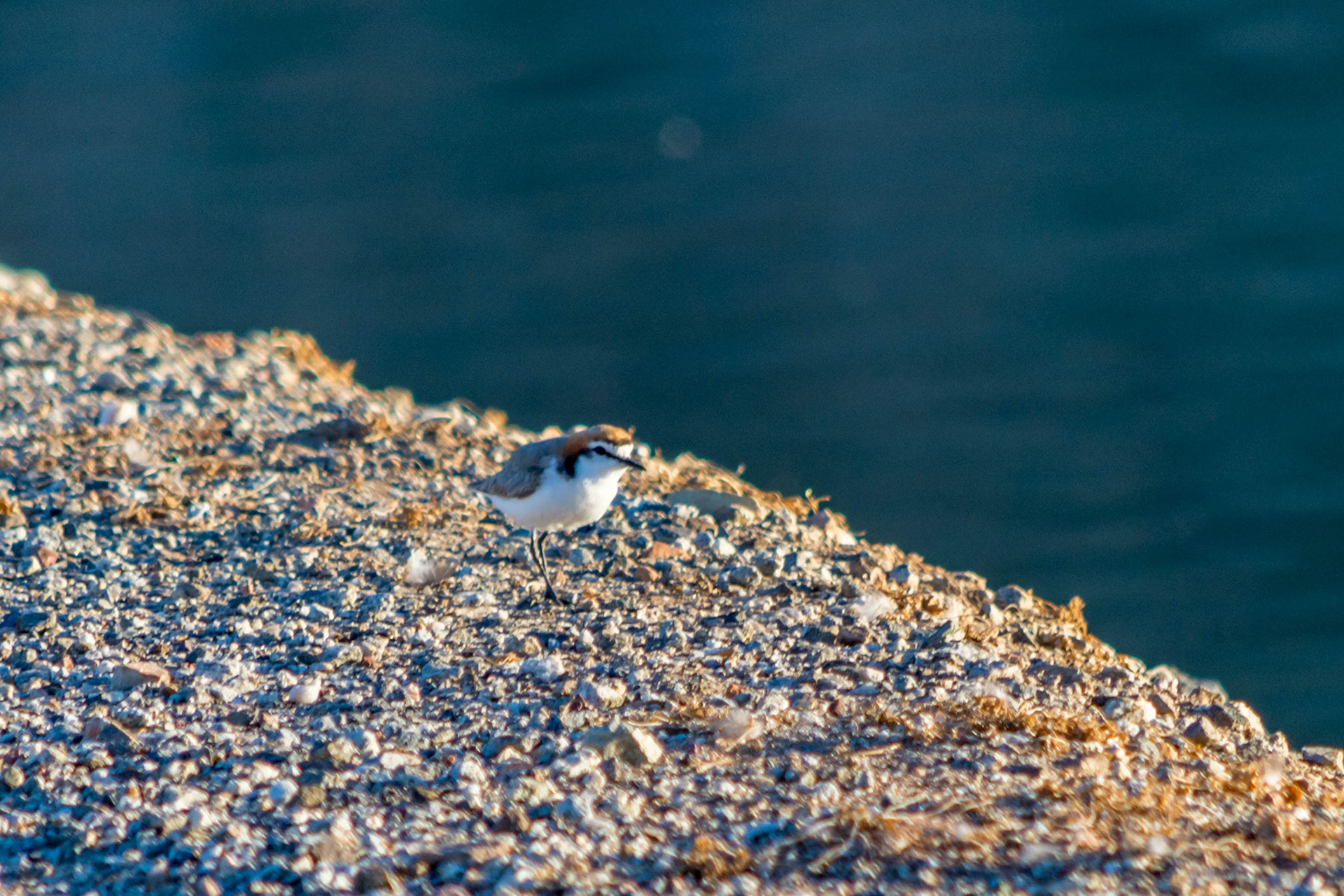 Red-capped dotterel