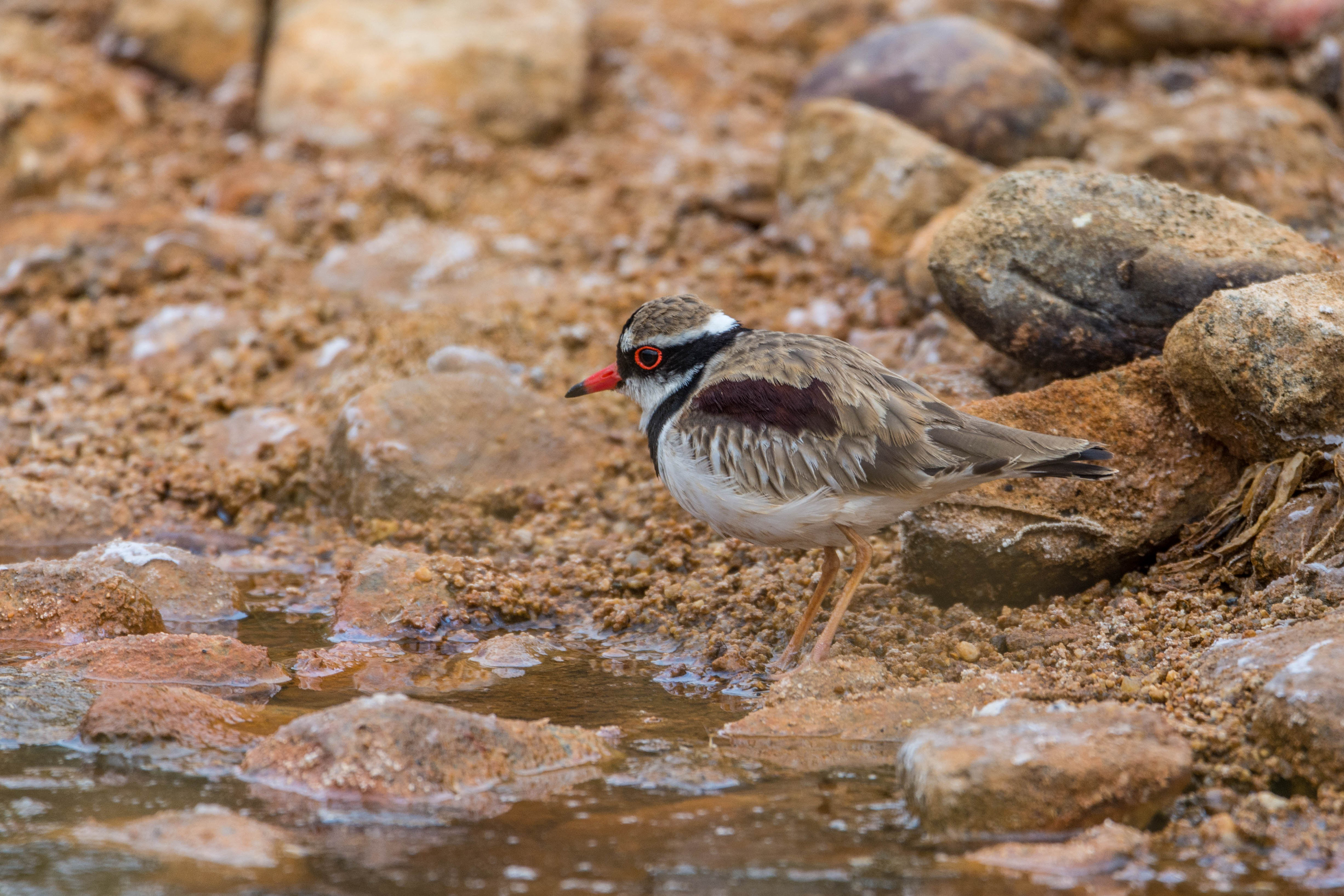 Black-fronted dotterel