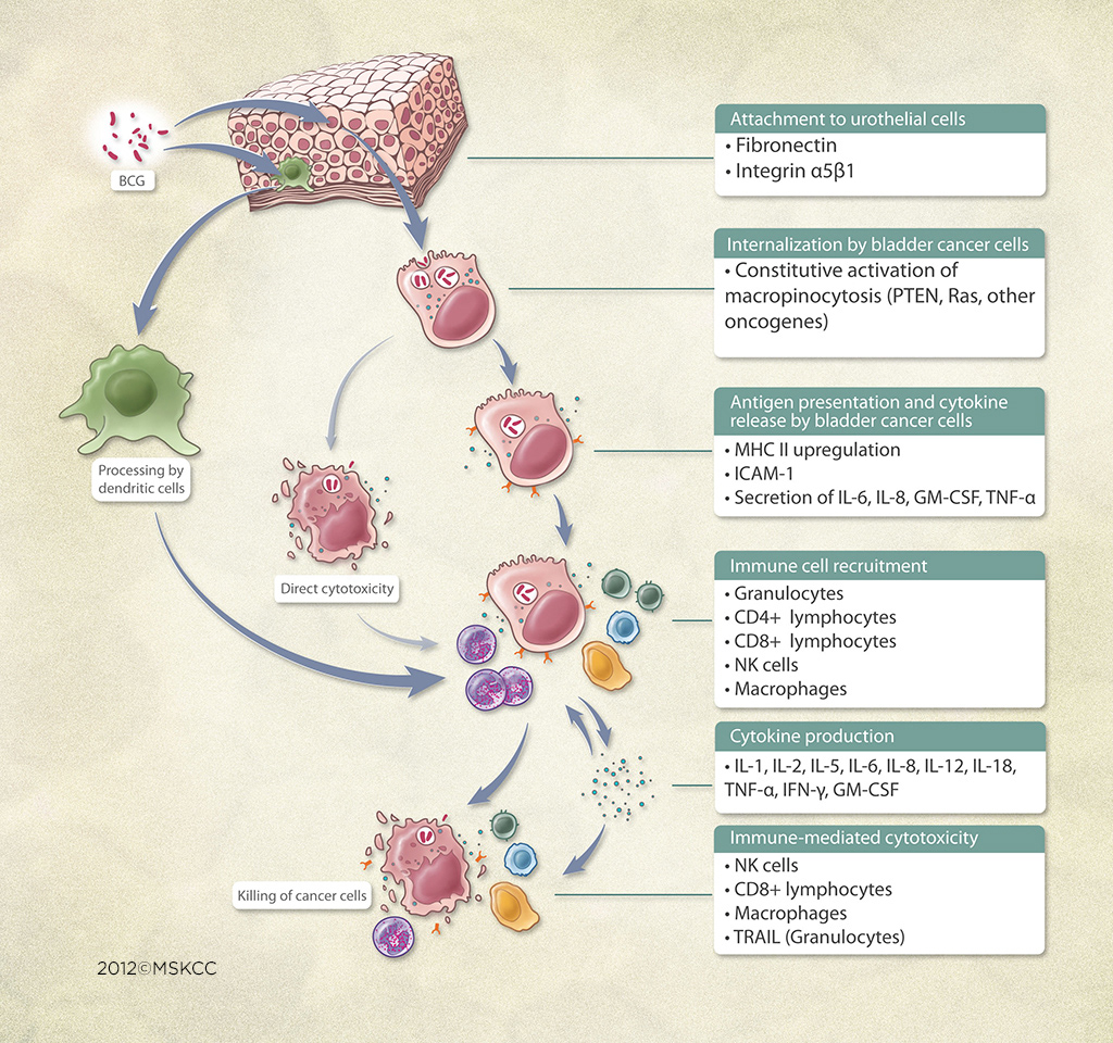 cytotoxicity