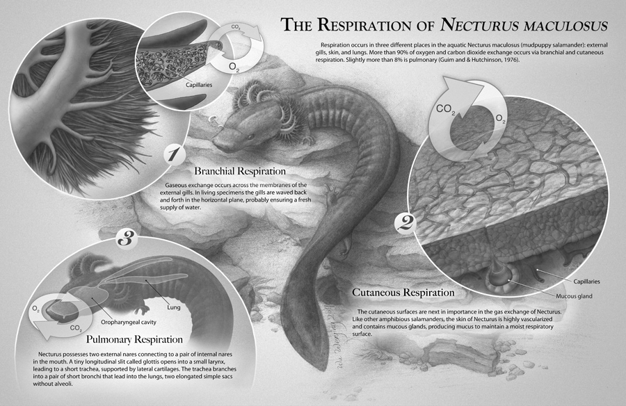 respiration of necturus maculosus