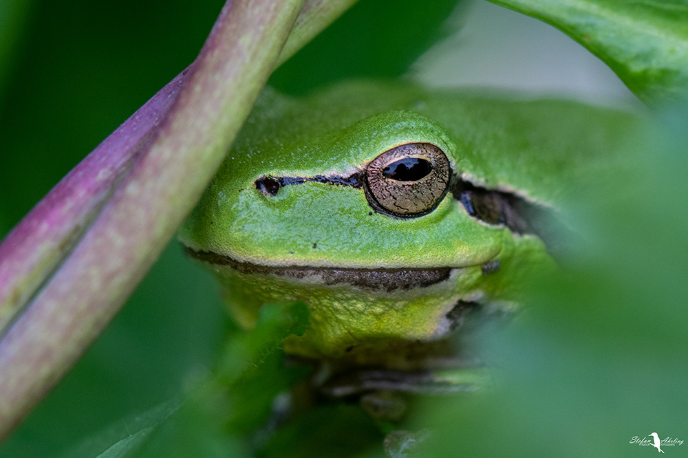 Laubfrosch
