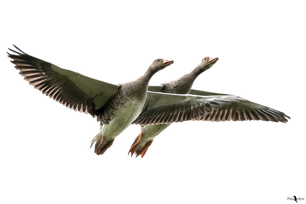 Gänse