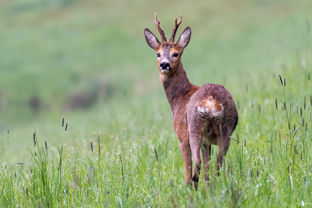 Maibock