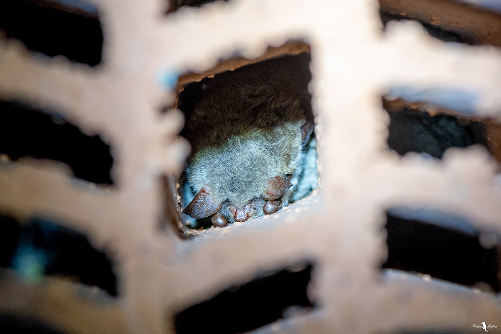 Fransenfledermaus