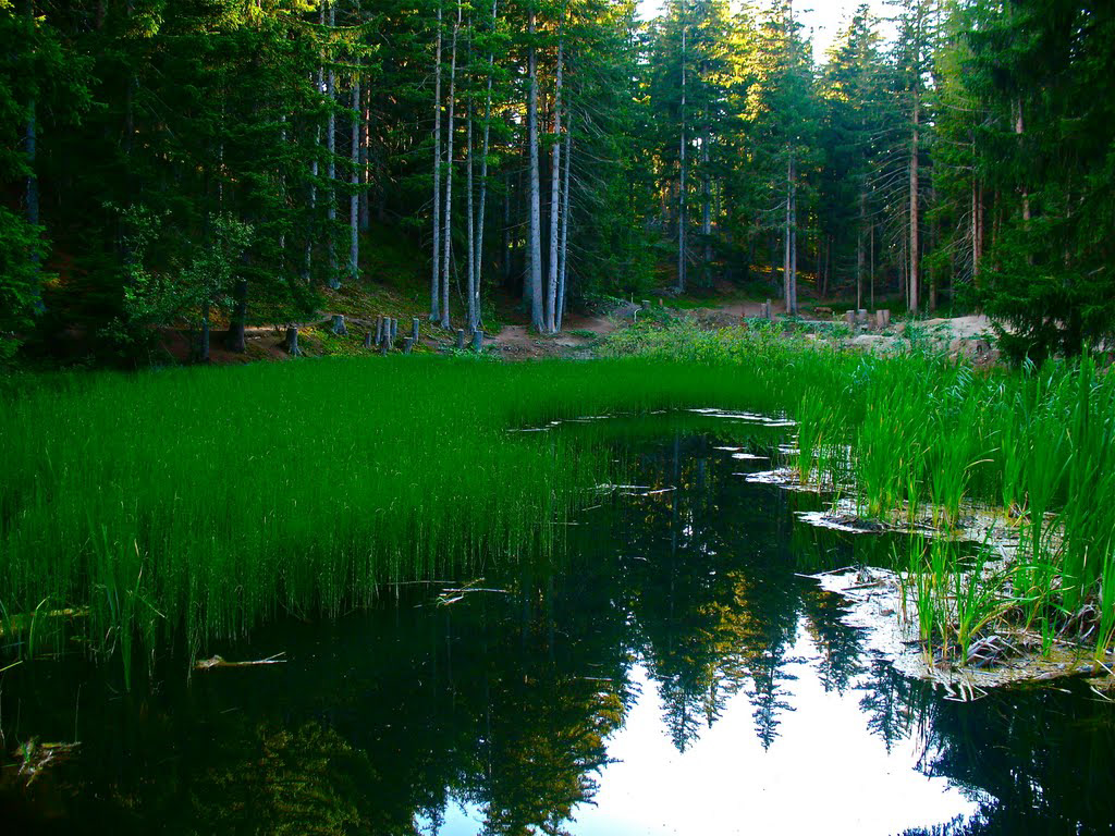 Etang des Briesses