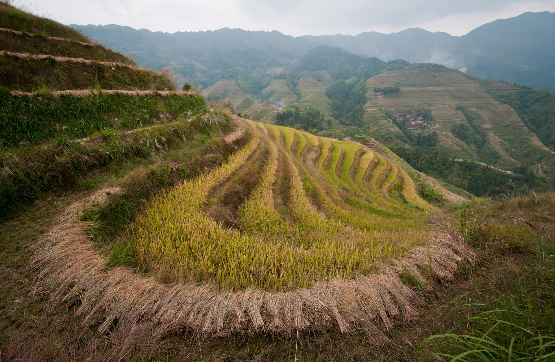 Longji Rice Terraces (Guanxi, China)