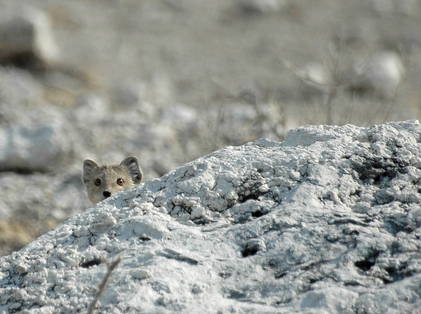 A Mongoose takes a peek from behind a rock. The vast and apparently desert landscape of Etosha is in reality full of wildlife.