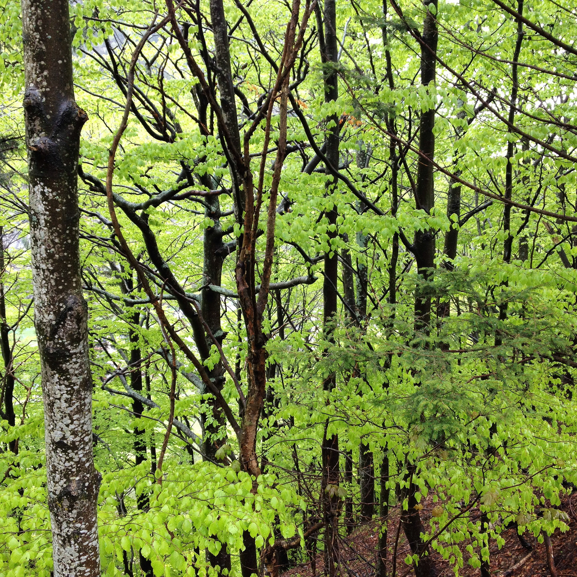 Forest near Motta (Macugnaga, Italy)