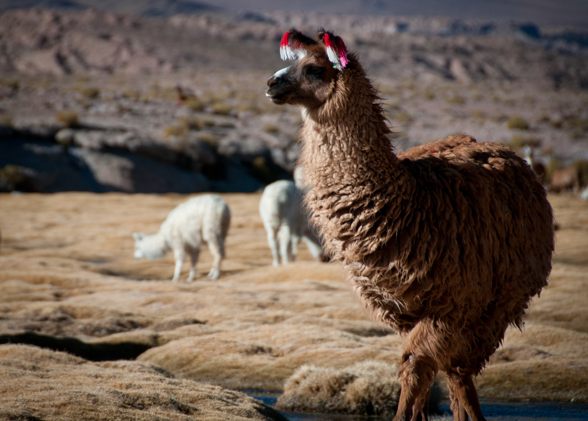 Lama in a high-altitude meadow (Bolivia)