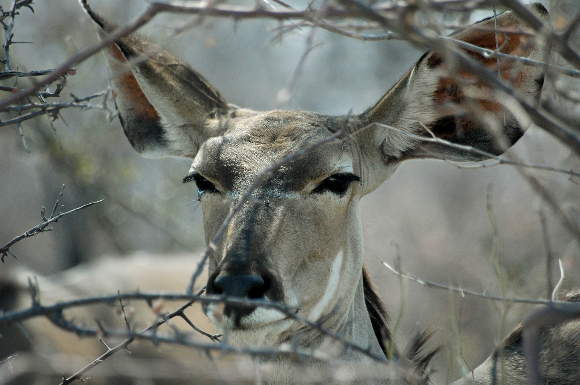 A female Kudu hides in the bushes. I was extremely pleased by the performance of my Sigma telezoom which allowed amazing closeups such as this one.