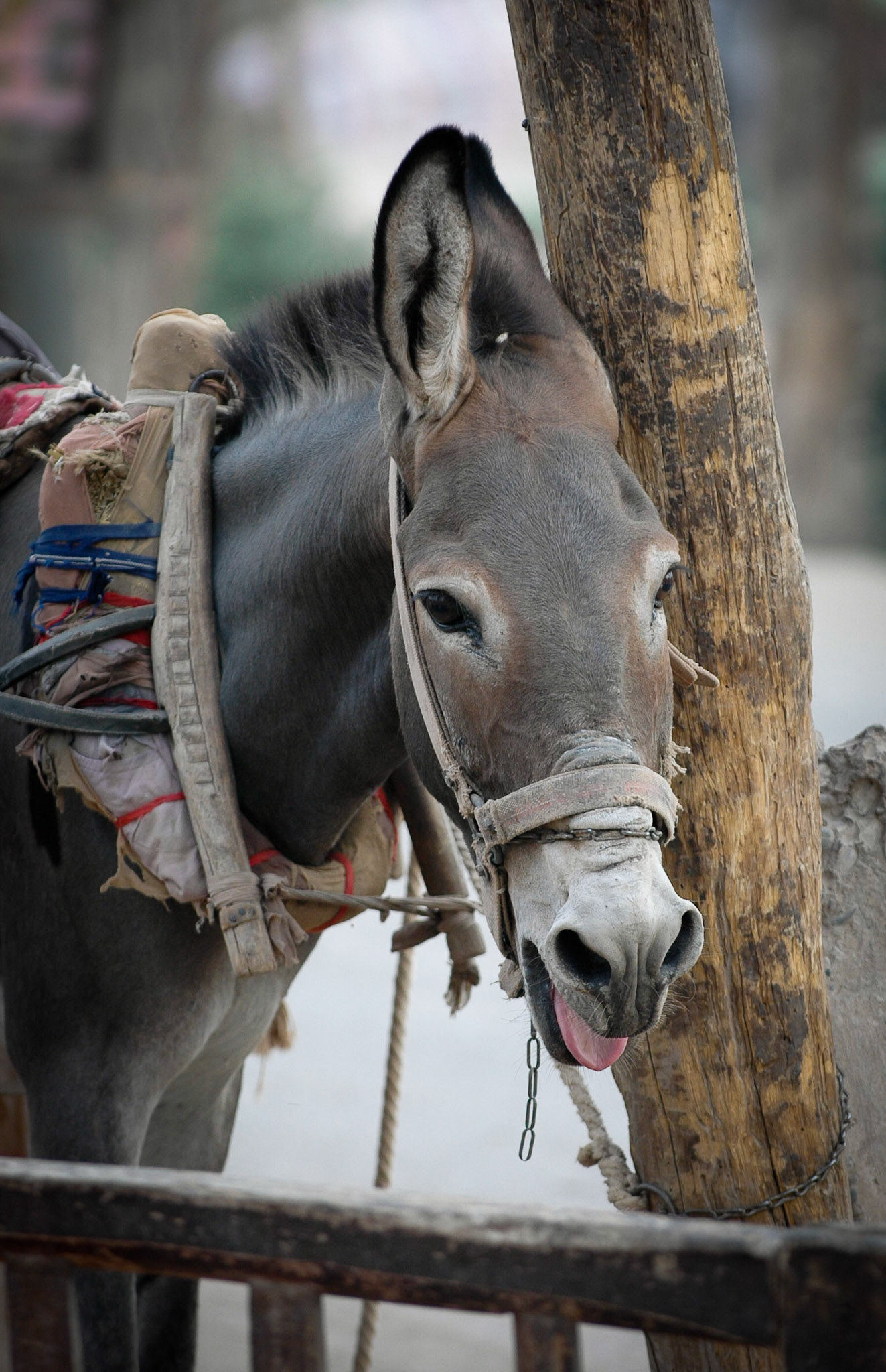 Donkey outside Mal Bazaar (Kashgar, China)
