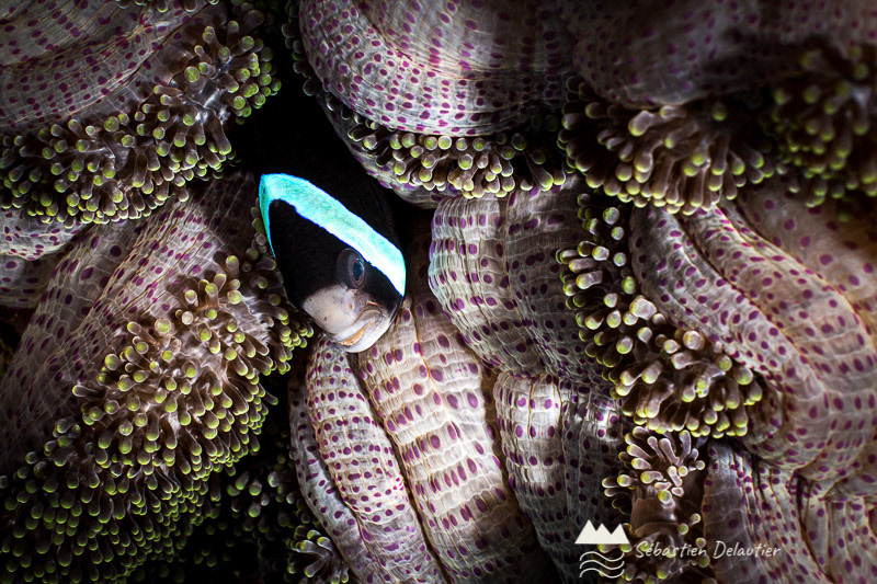 Poisson clown serré dans son anémone, Sabang