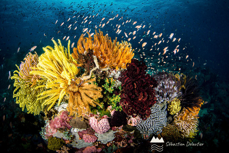 Comatules, Sabang
