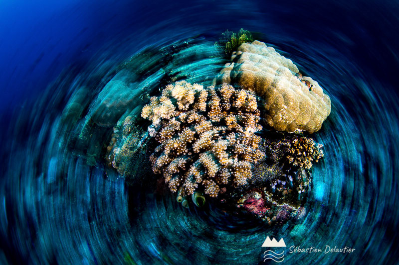 Corail au crépuscule, APO Reef