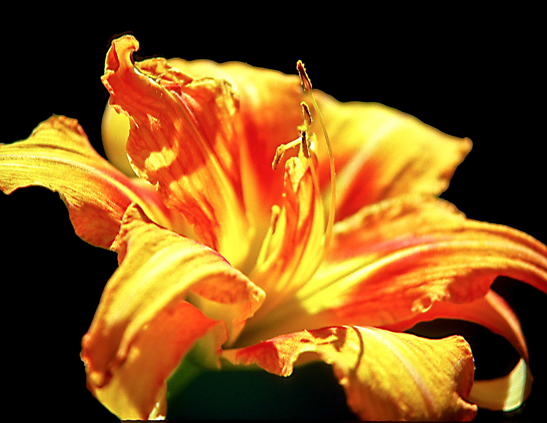 Wild Tiger Lilly in Southern Wisconsin