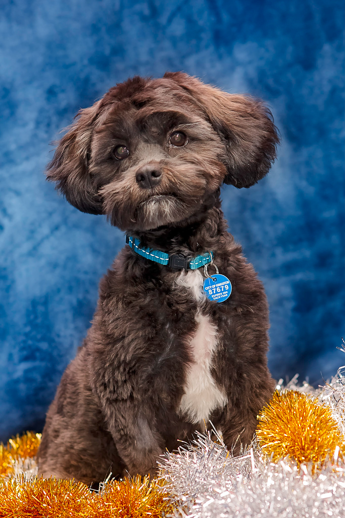 Prisoner #87679 Seriously.... this is Max! #scottvinnicombephotography #pets #PetPhotography