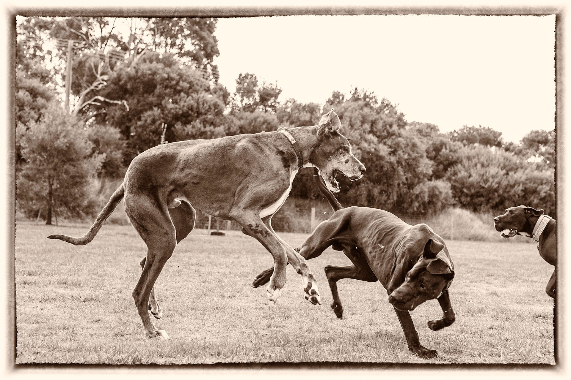 Just Playing...Great Dane