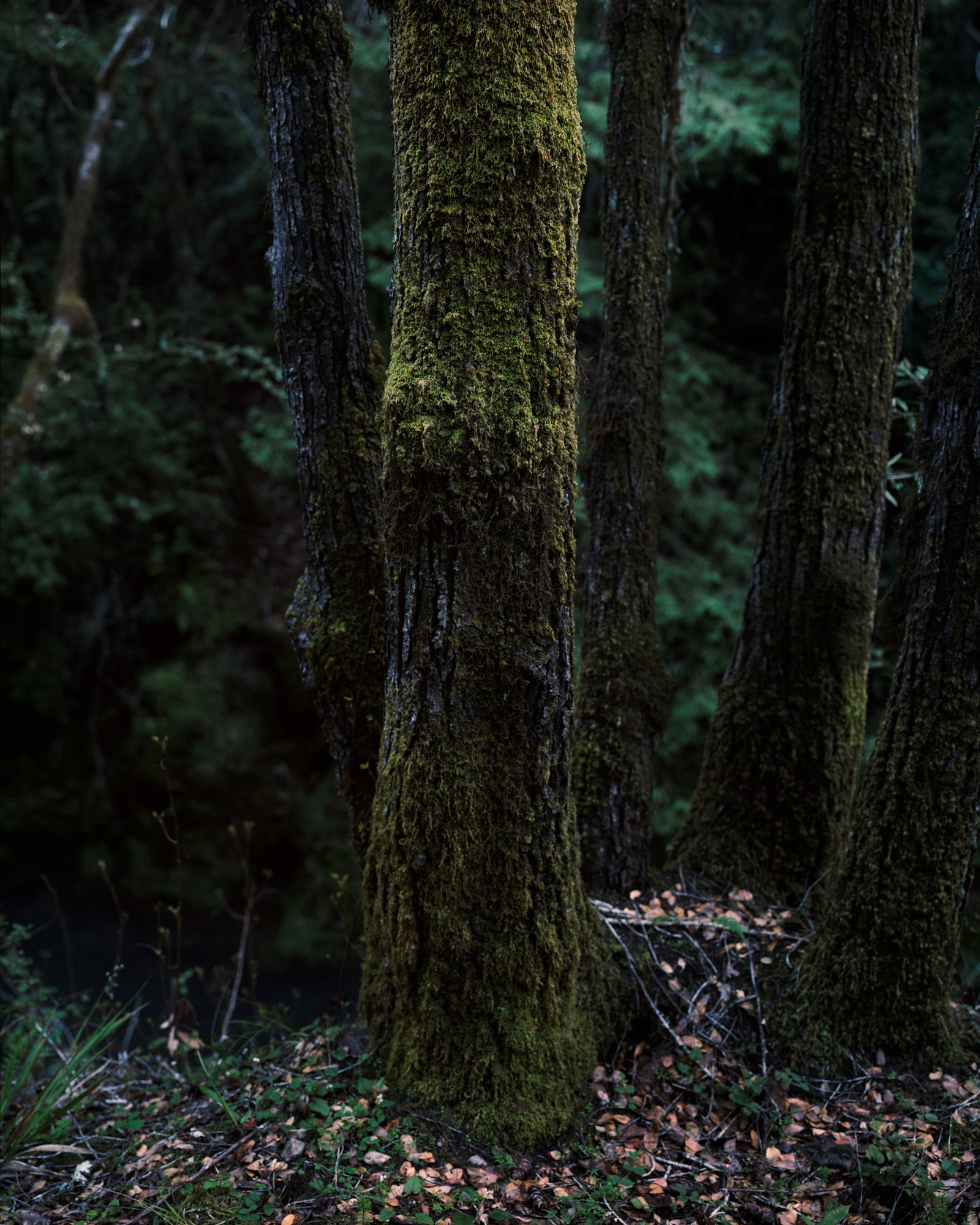 New Growth, Bello Ranch, California