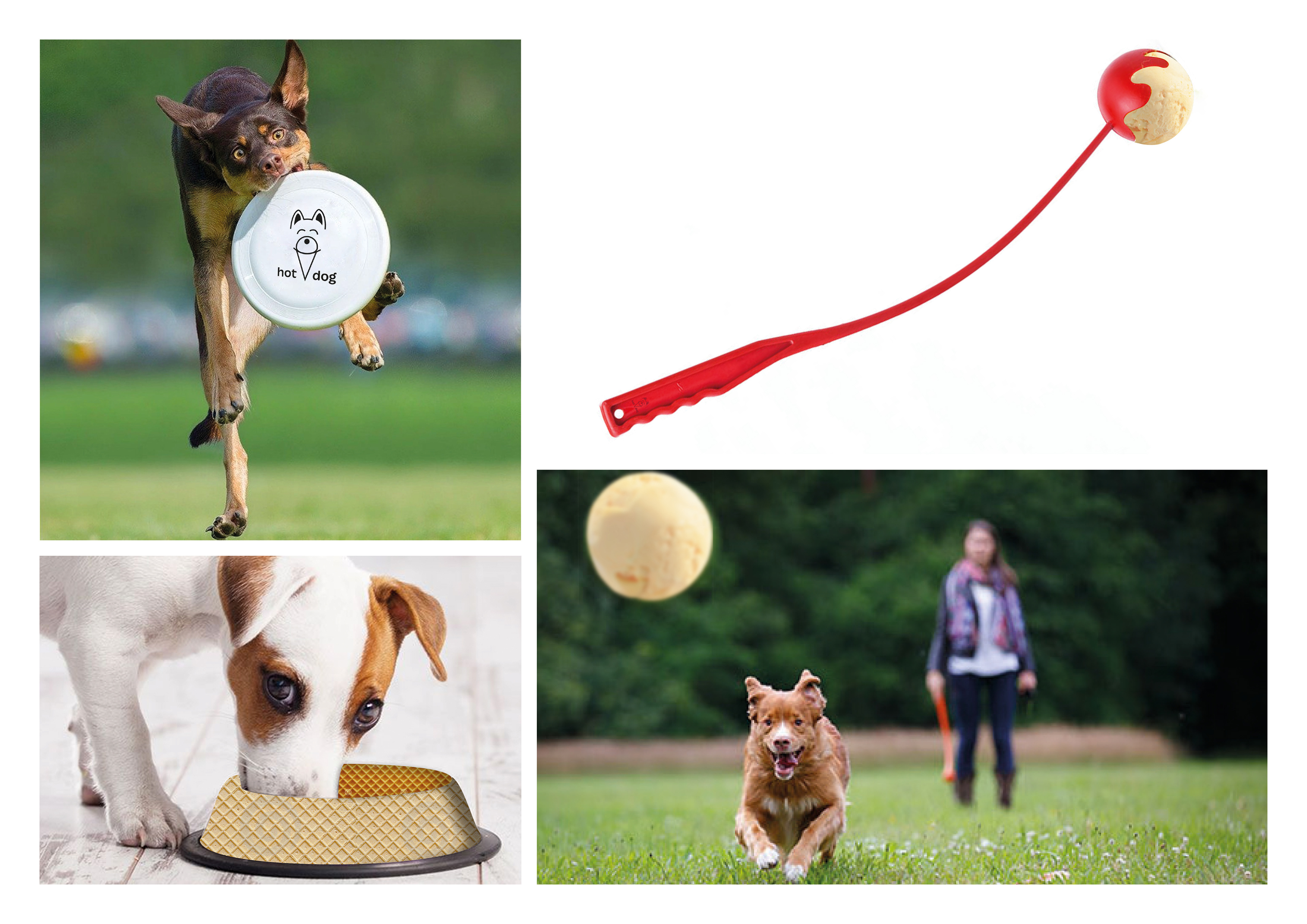 product innovation for dog ice cream brand designed by melissa carne in cornwall