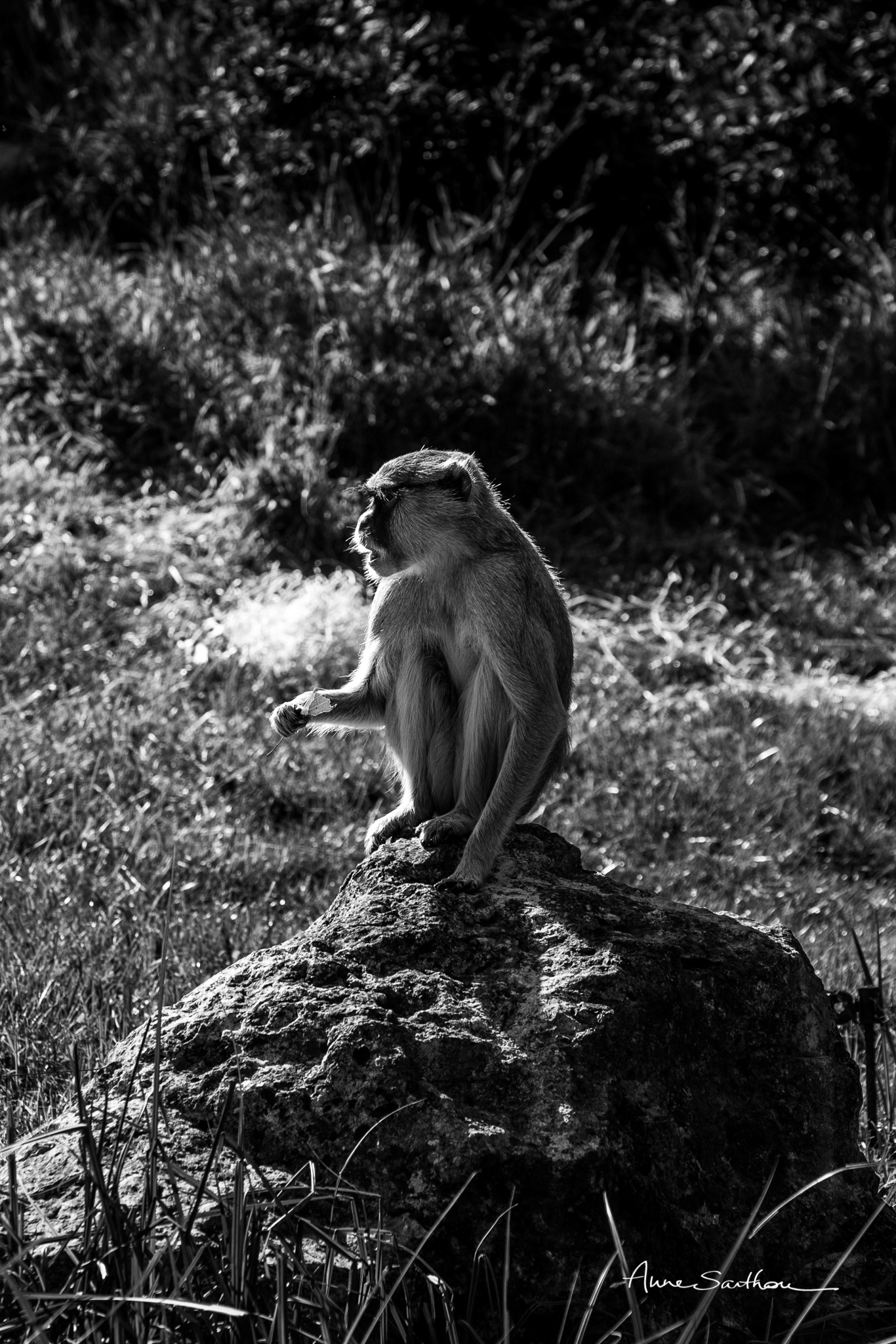 Profil de singe