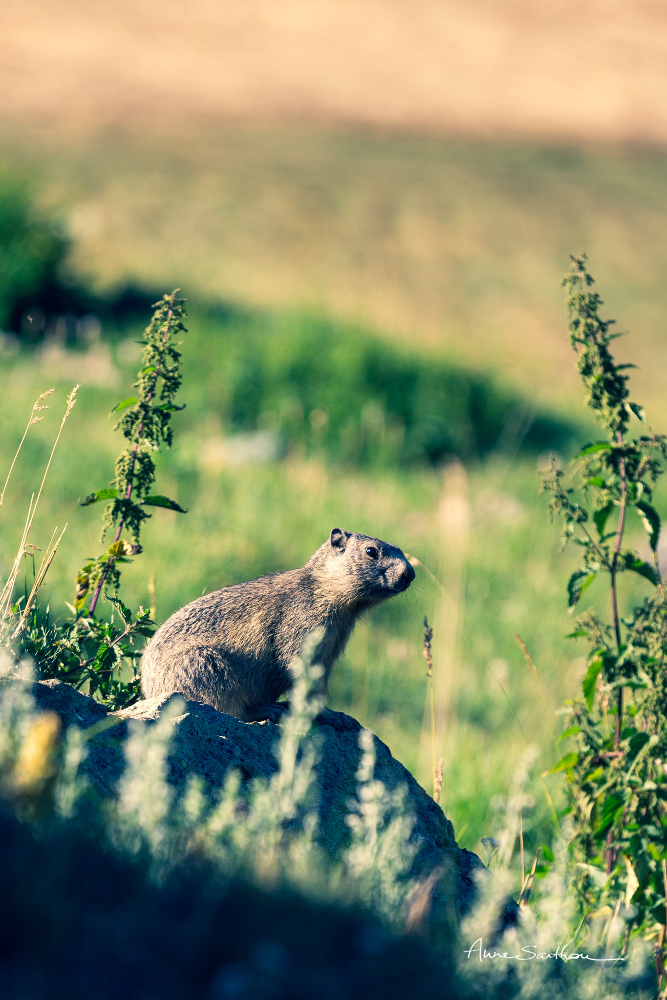 Marmotte de garde