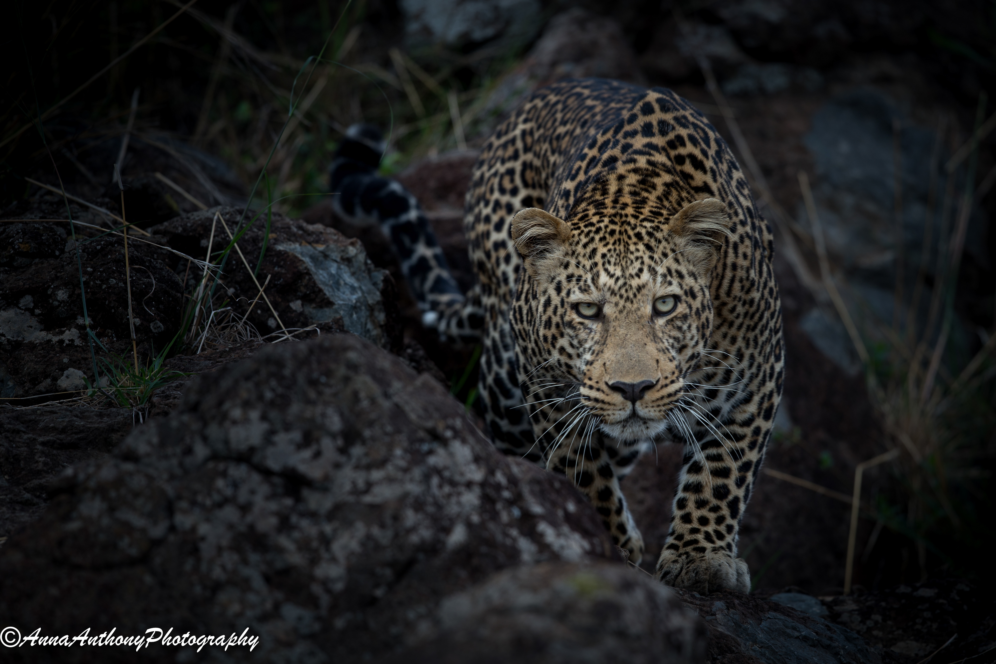 Canon 1DX. 500mm. f/5.0 1/160s