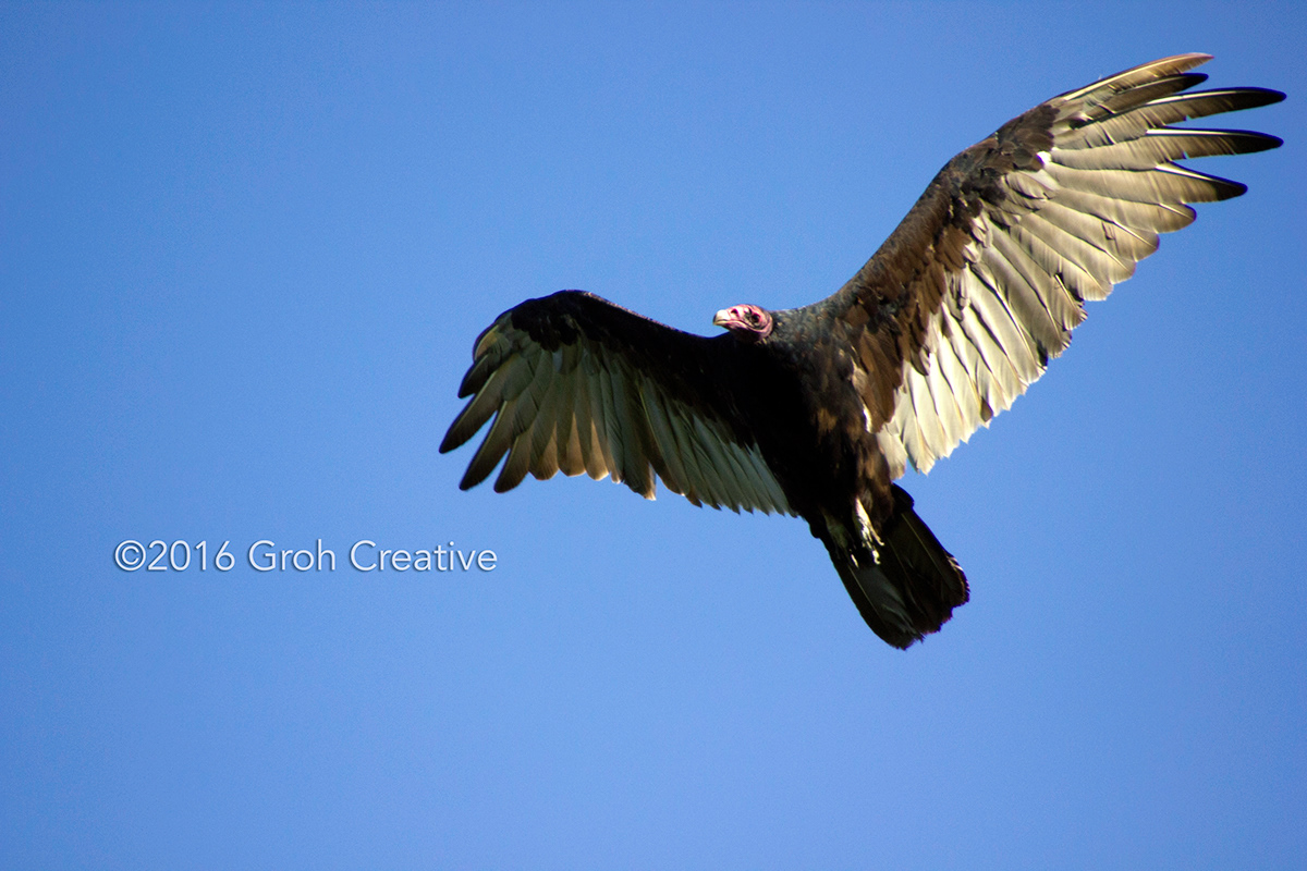 Groh Creative PHOTOS Wisconsin Turkey Vultures