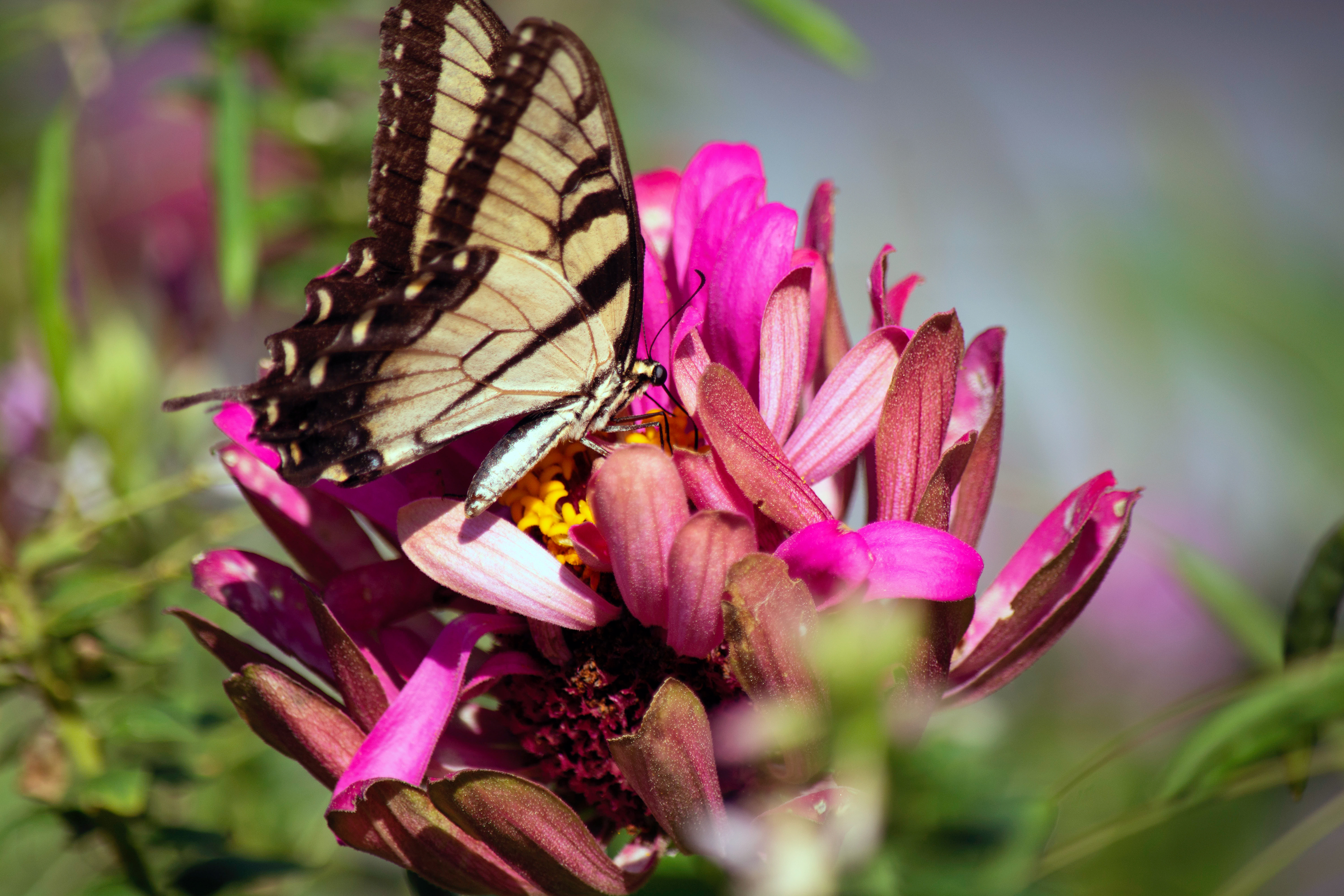 Tiger Swallowtail Butterfly