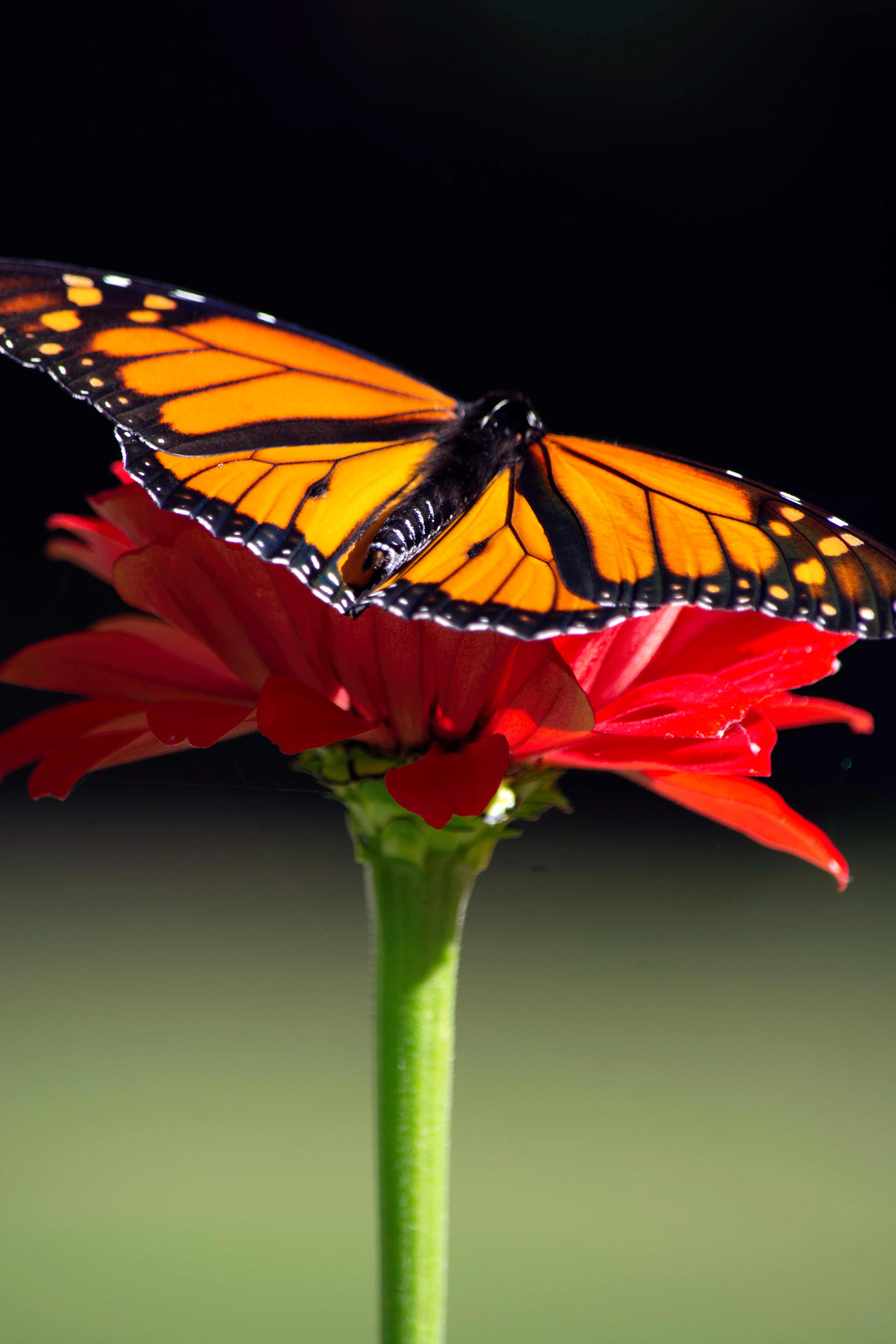 Monarch Butterfly